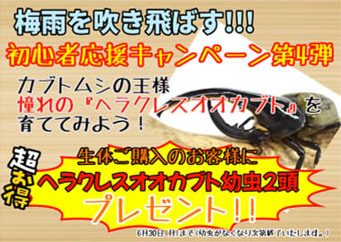ヘラクレス幼虫プレゼントキャンペーン