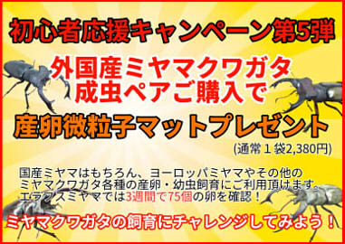 ミヤマクワガタ産卵マットプレゼントキャンペーン