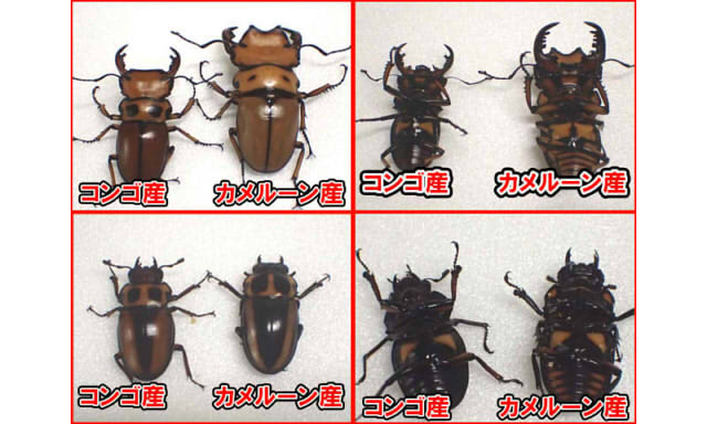 メリー比較画像