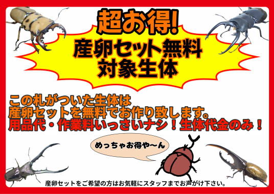 産卵セットキャンペーン札