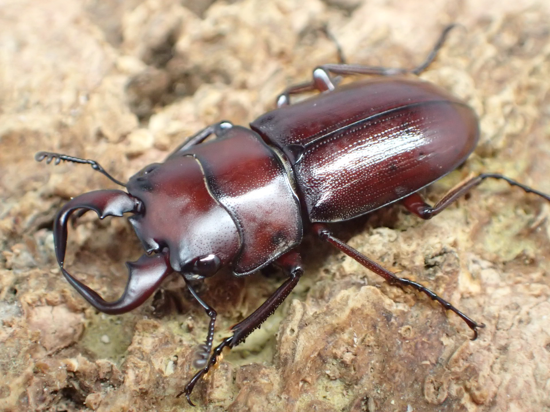 【WF1】グラウトコクワガタ幼虫　3頭セット