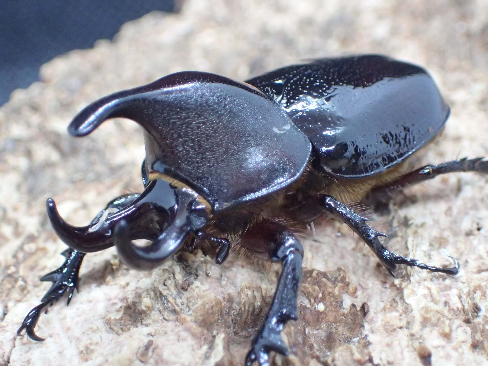 オオミツノヒナカブト(クルビコルニス)幼虫