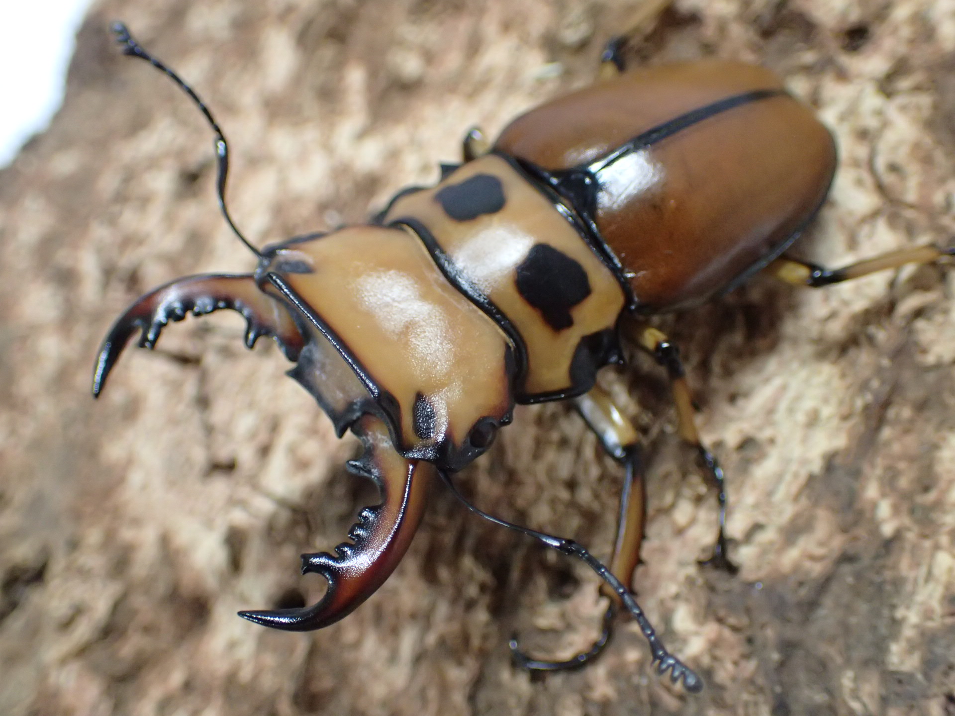 【コンゴ産】メリーメンガタクワガタ　ペア