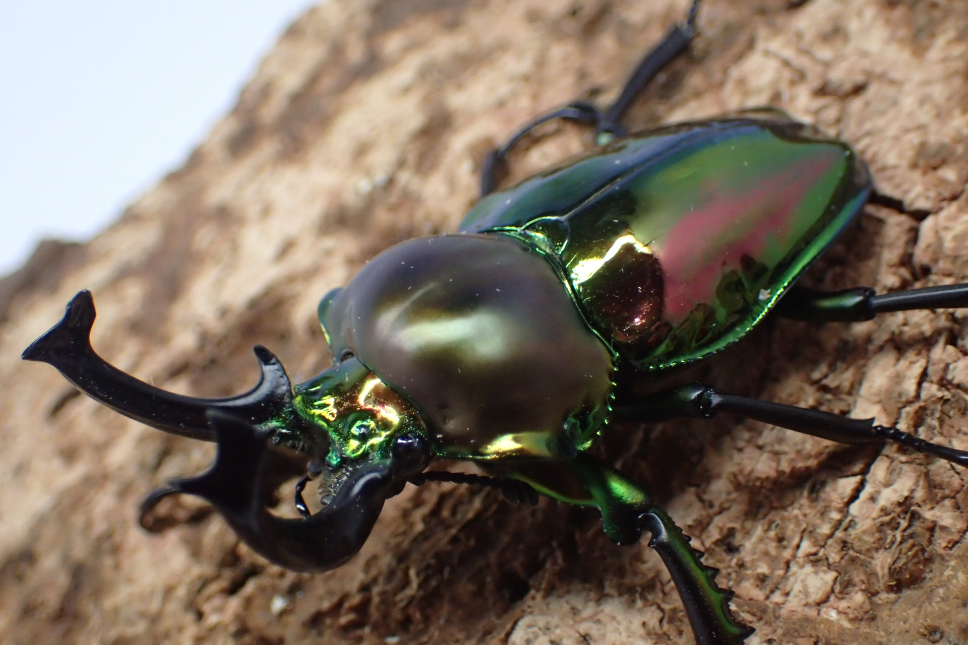 ニジイロクワガタ　ペア