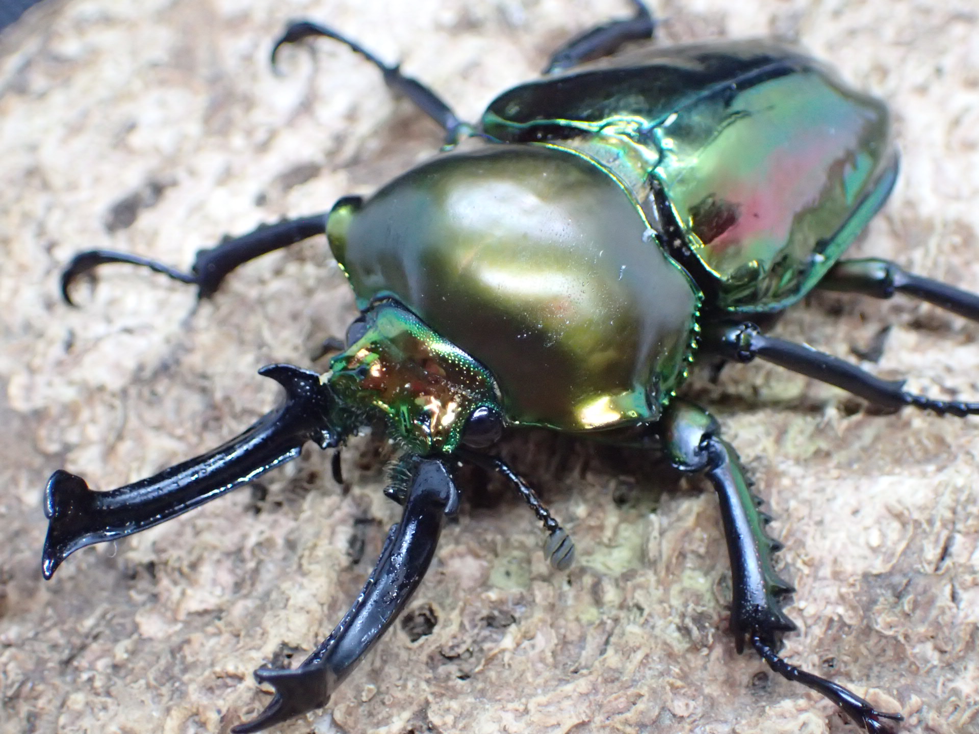 ニジイロクワガタ　ペア