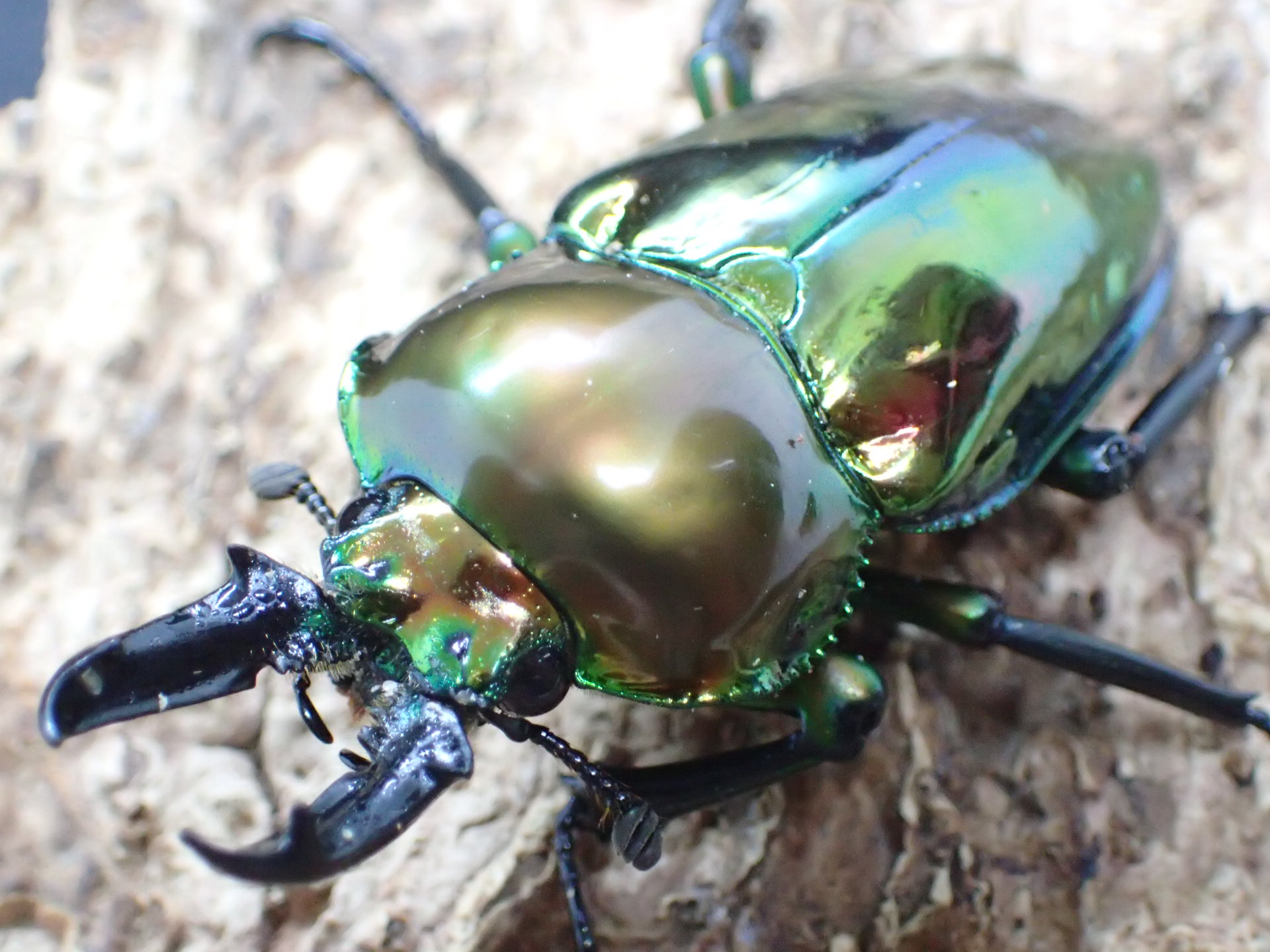 ニジイロクワガタ(ピカール)　ペア