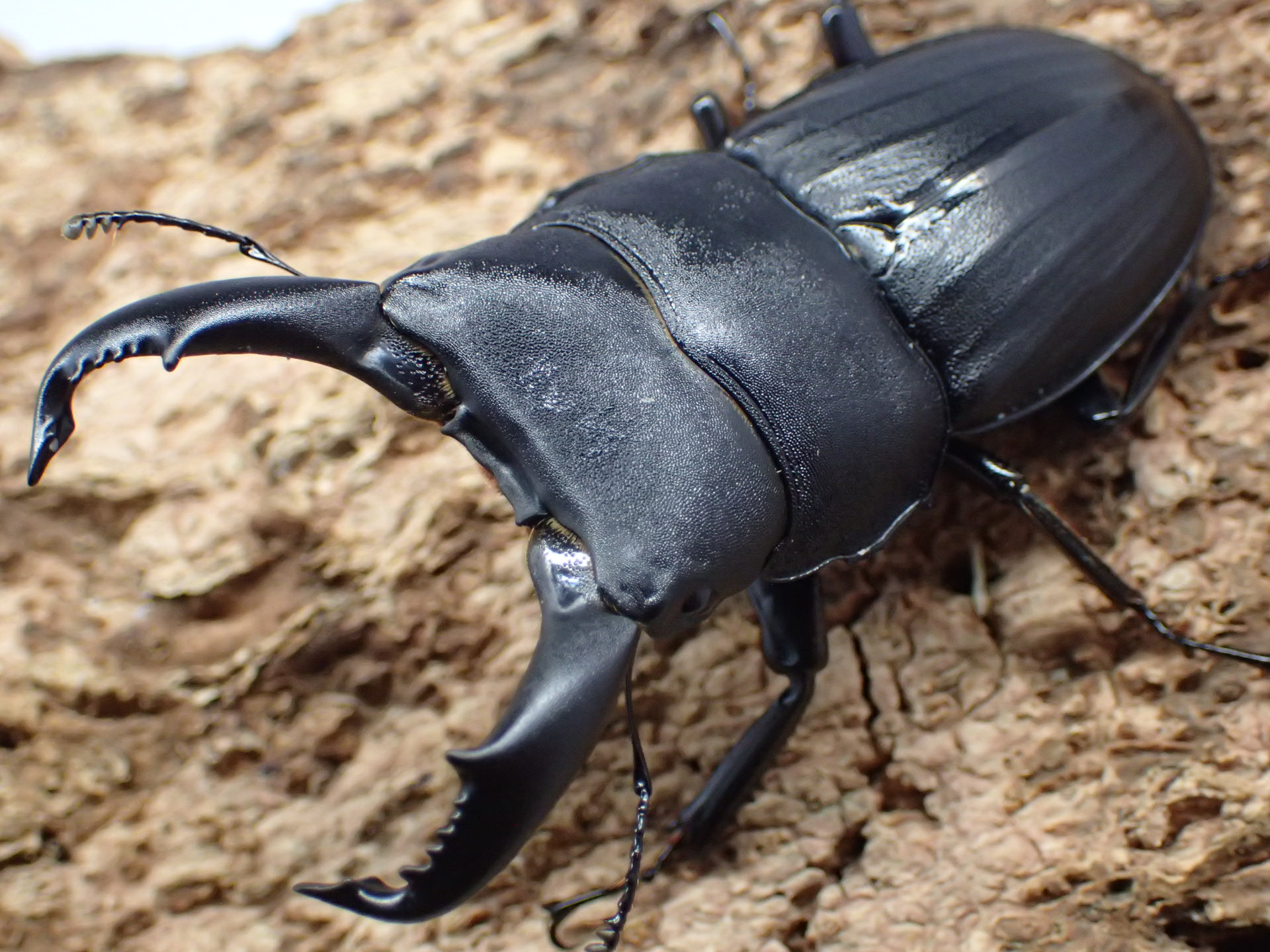 【WF1】スジブトヒラタクワガタ　ペア