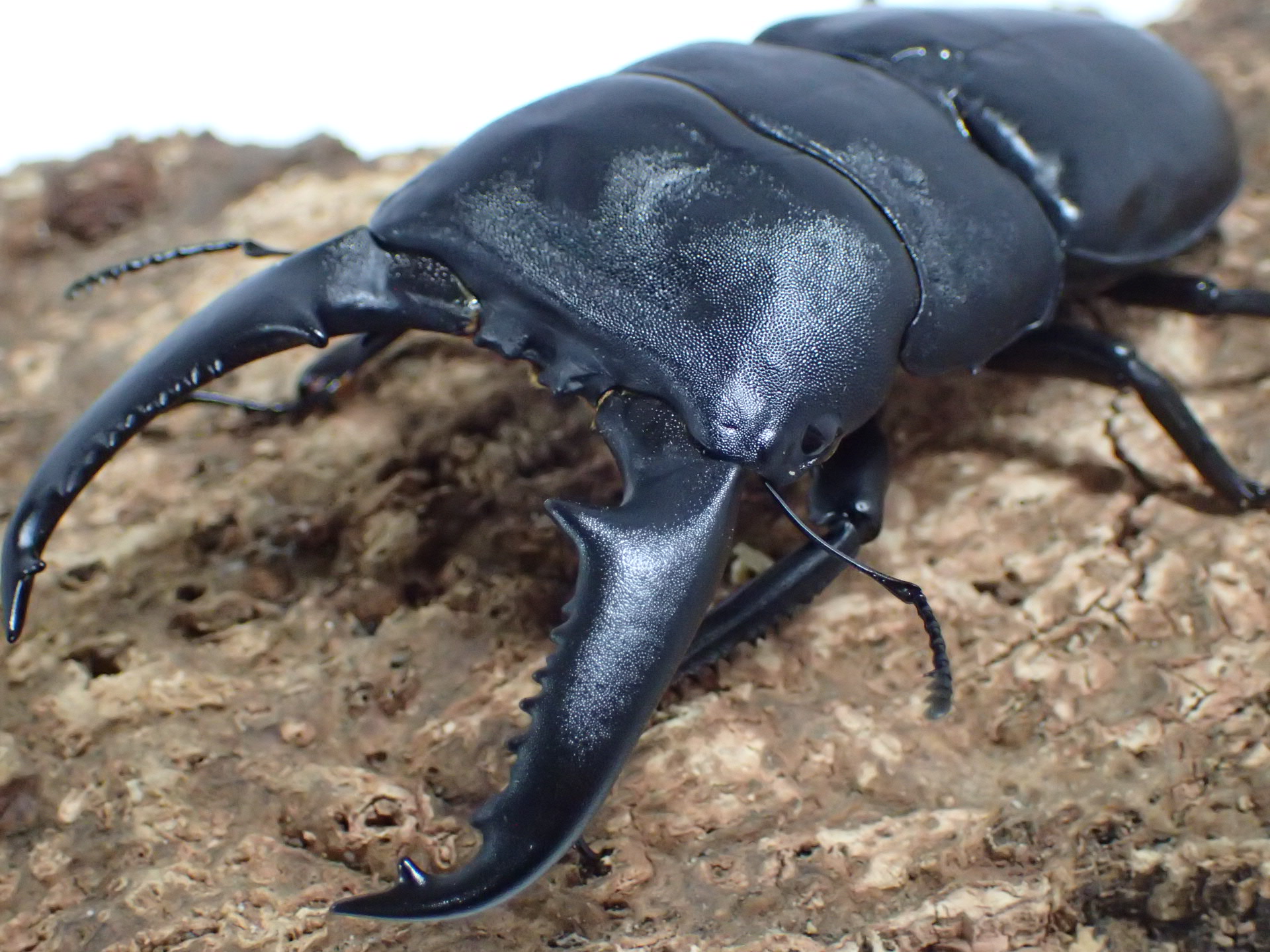 パラワンオオヒラタクワガタ　ペア