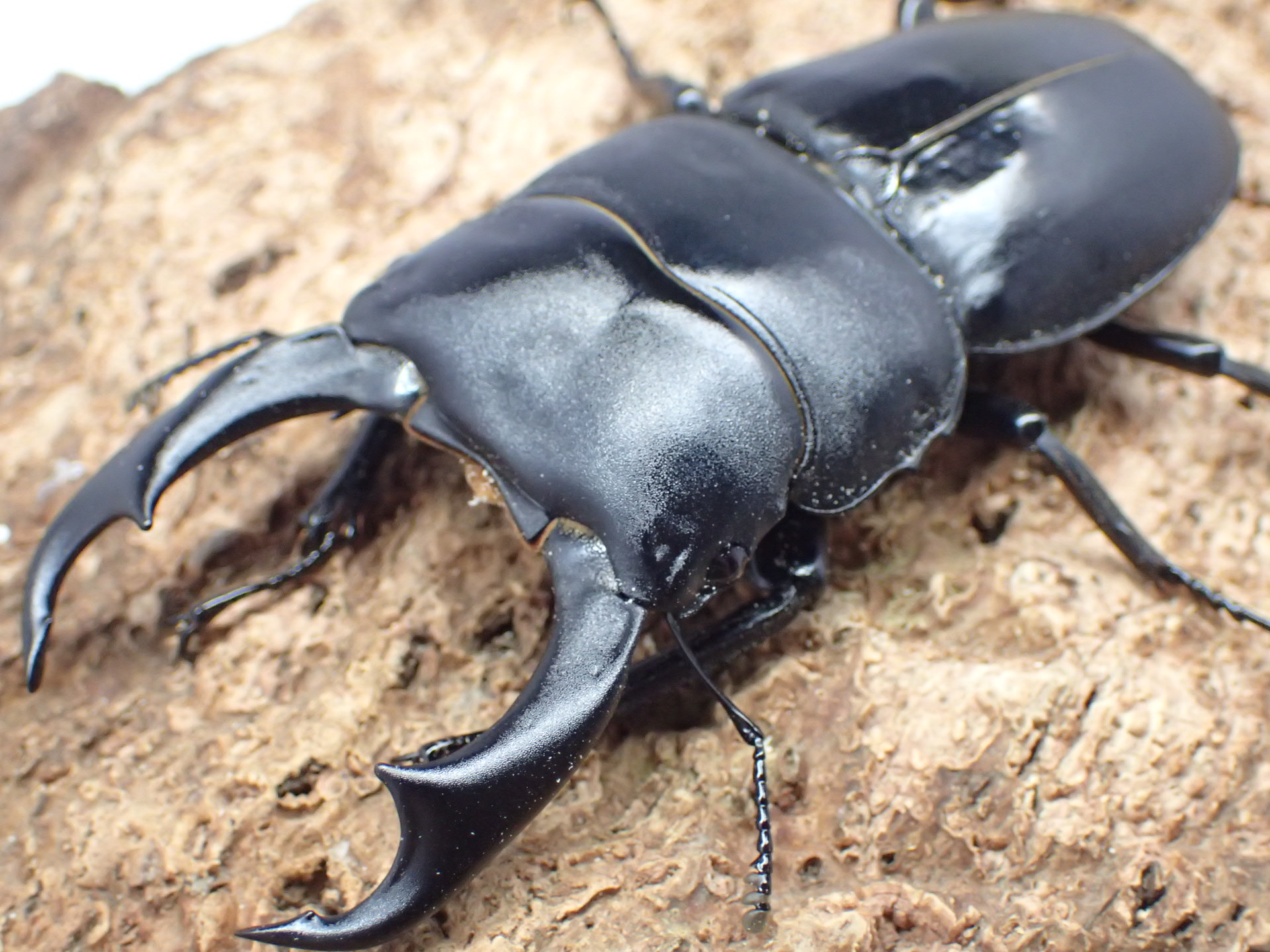 シェンクリングオオクワガタ　ペア