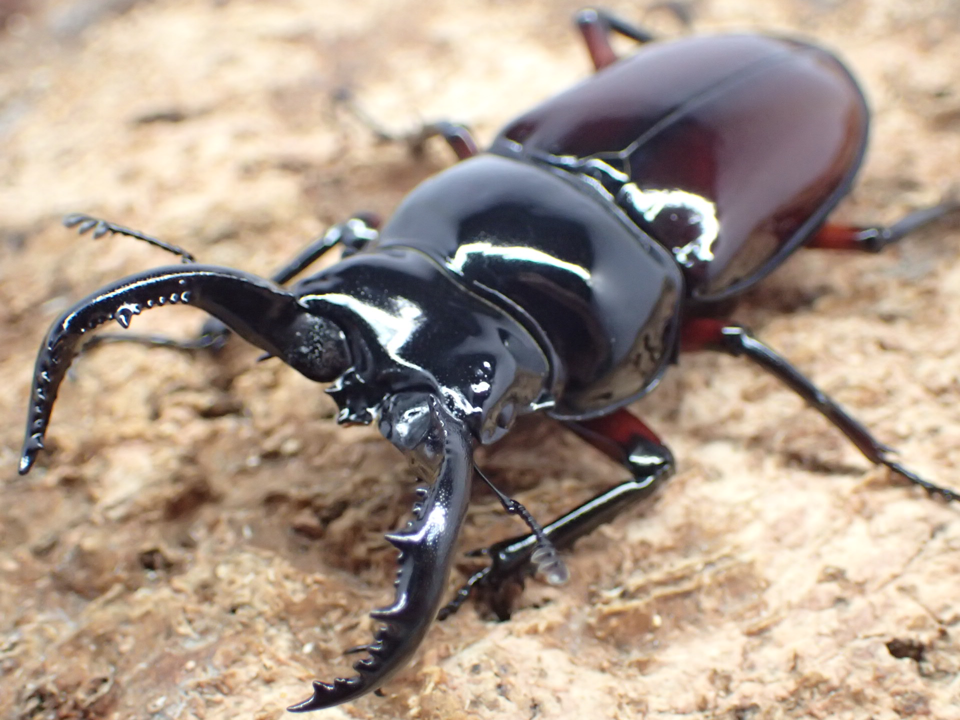 【WF1】オーベルチュールクロツヤシカクワガタ　ペア