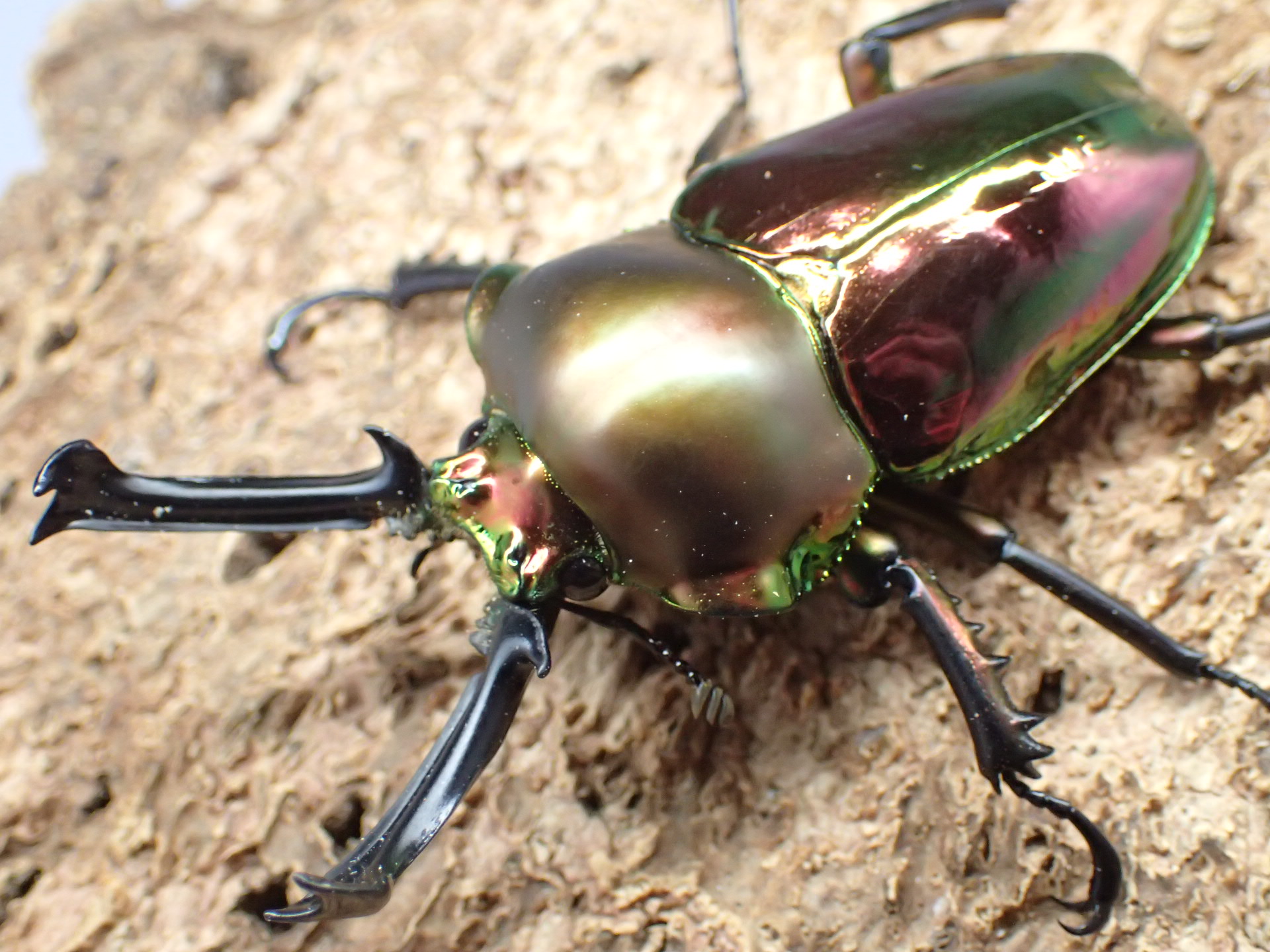 ニジイロクワガタ(レッド)　ペア