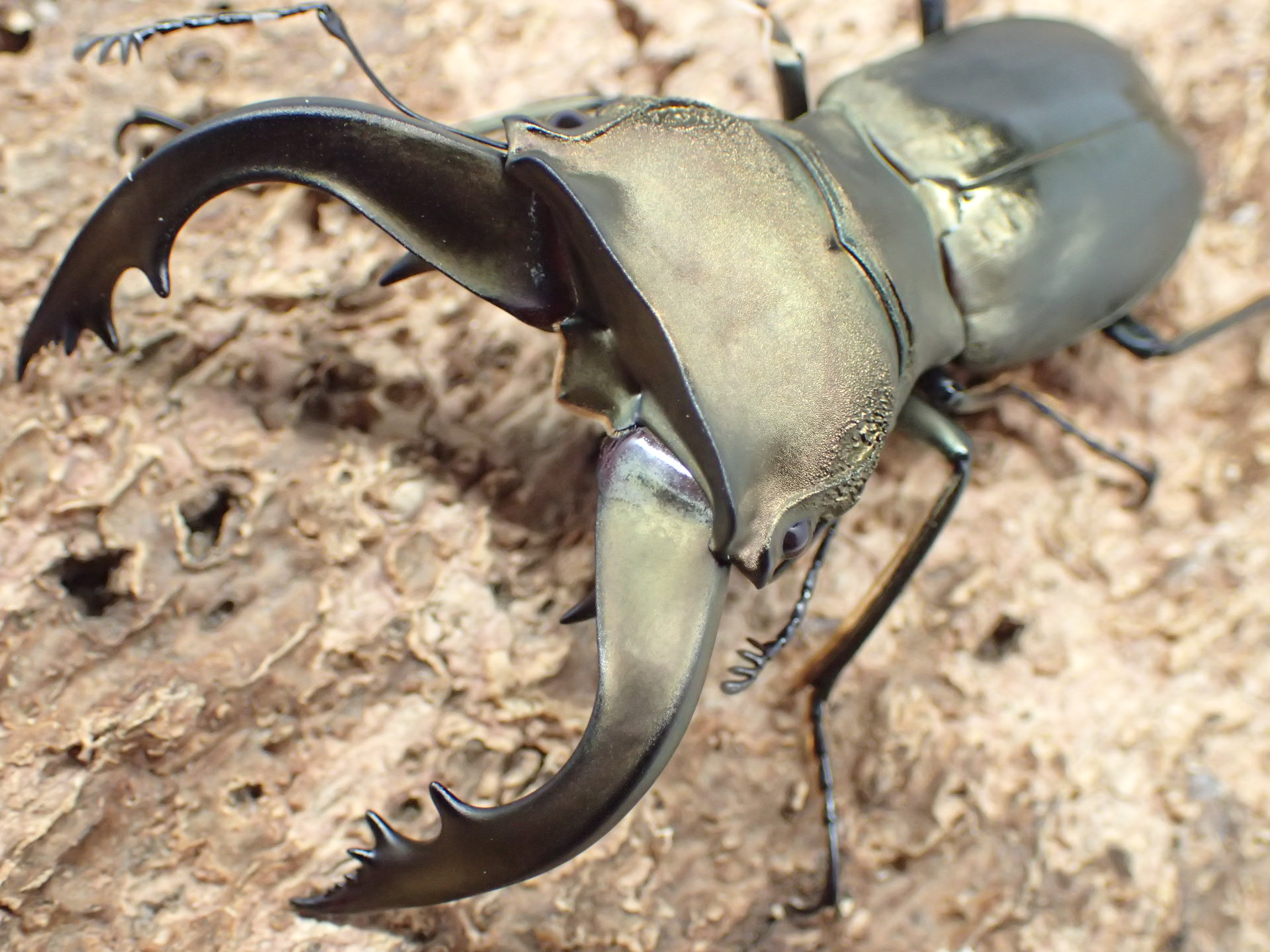 【ベララベラ産】スペキオススホソアカクワガタ(anepsius)　ペア