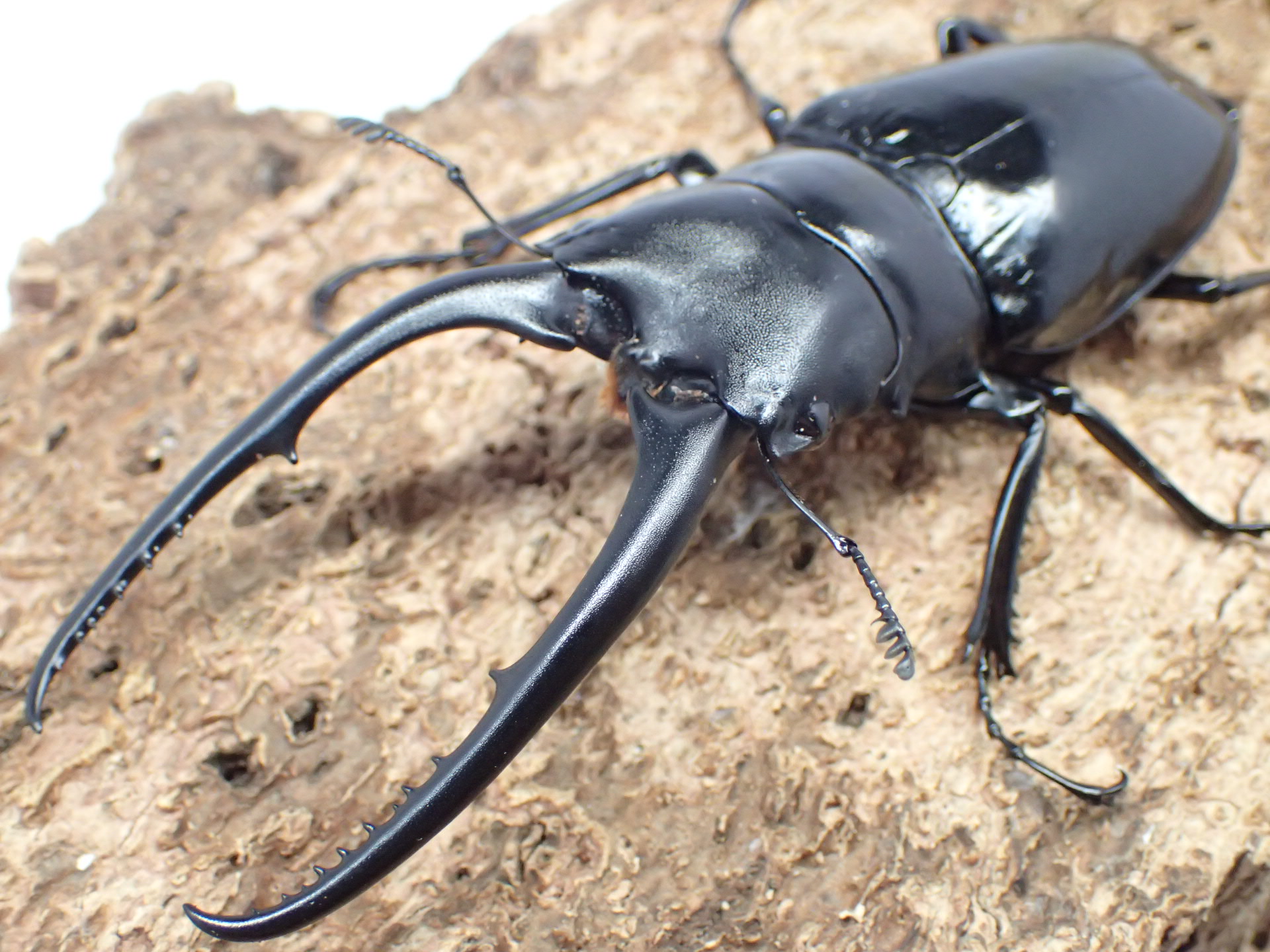 【WF1】コンフキウスノコギリクワガタ　ペア