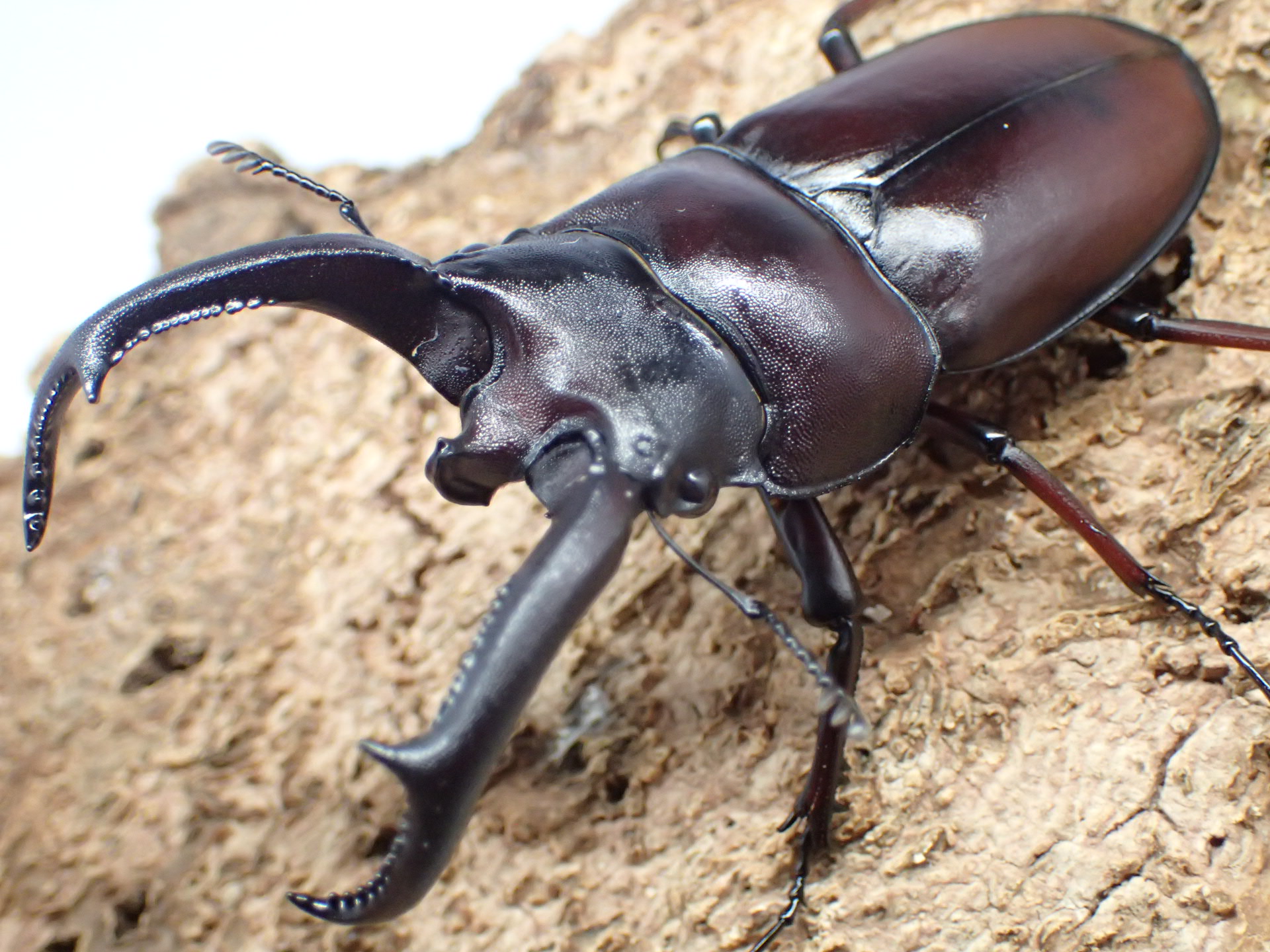 ペロッティシカクワガタ(ベトナムニセシカクワガタ)　ペア