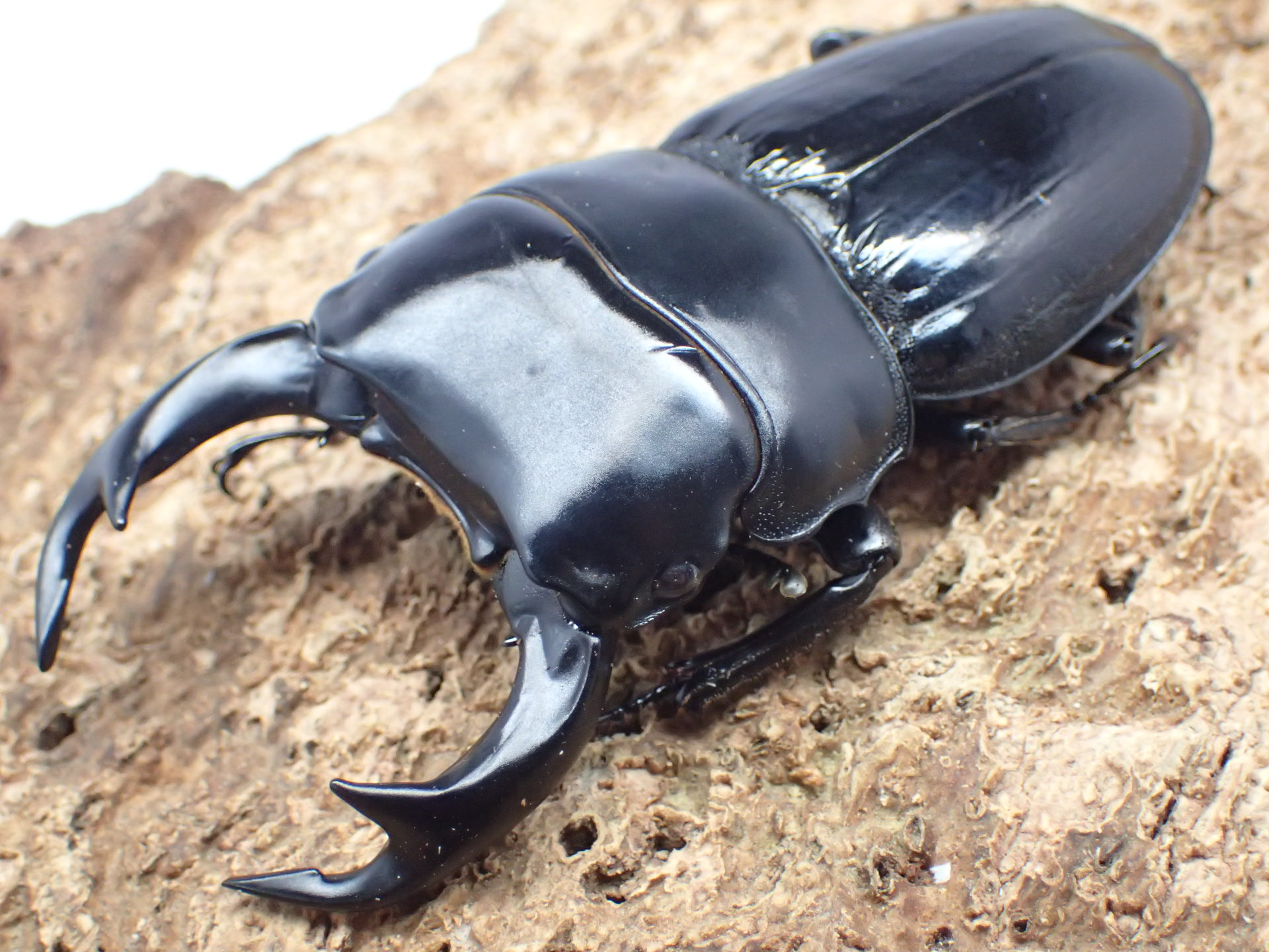 ブータンクルビデンスオオクワガタ　ペア