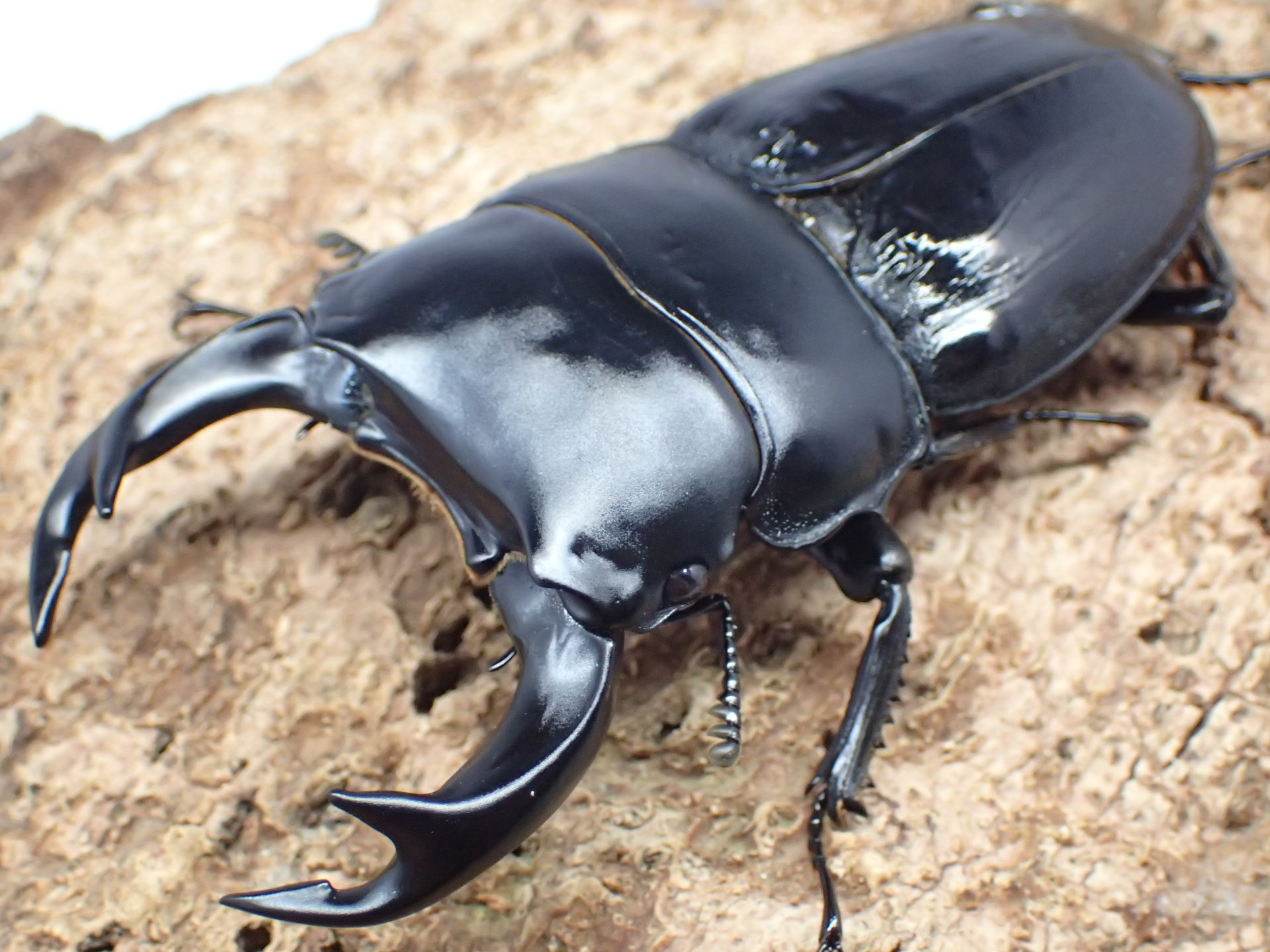 ブータンクルビデンスオオクワガタ　ペア