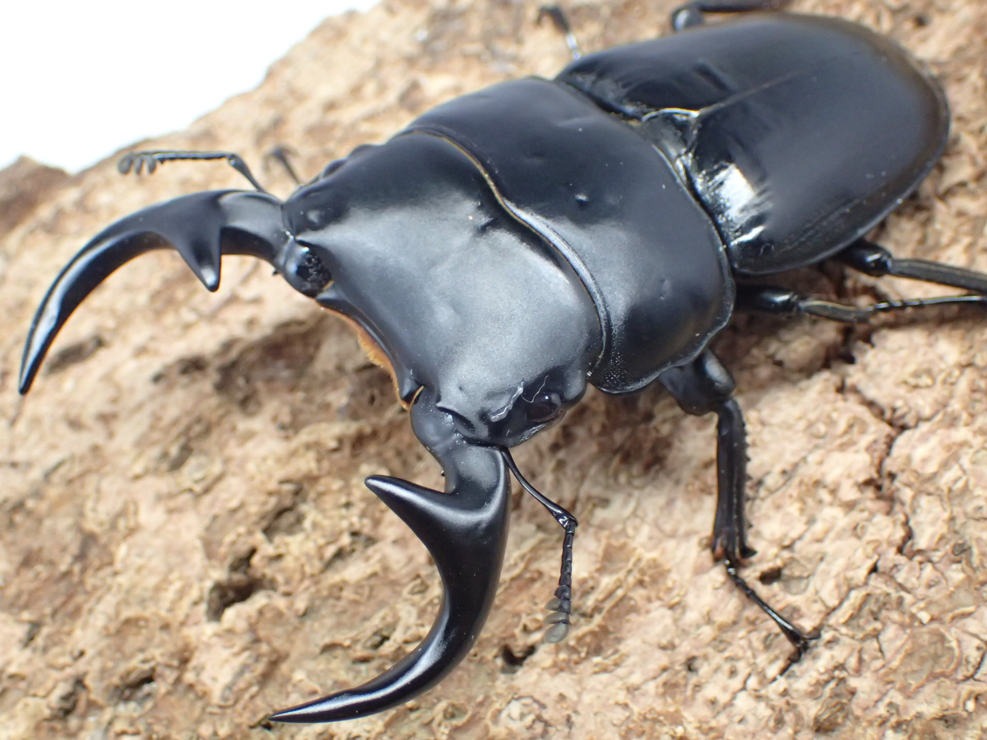 ババクルビデンスオオクワガタ　ペア