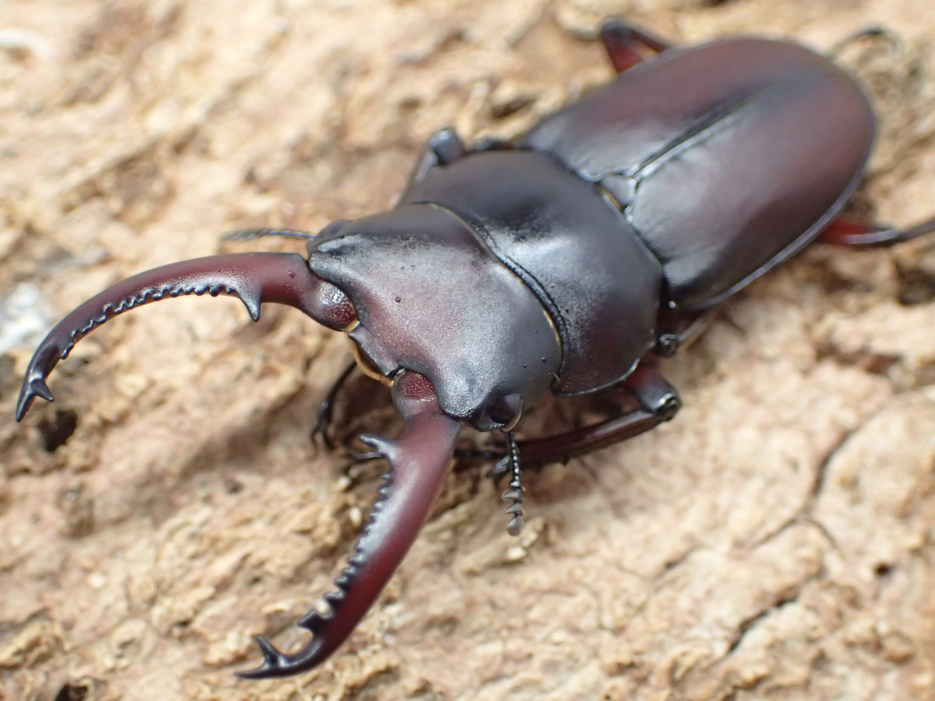 メリディオナリススジクワガタ　ペア