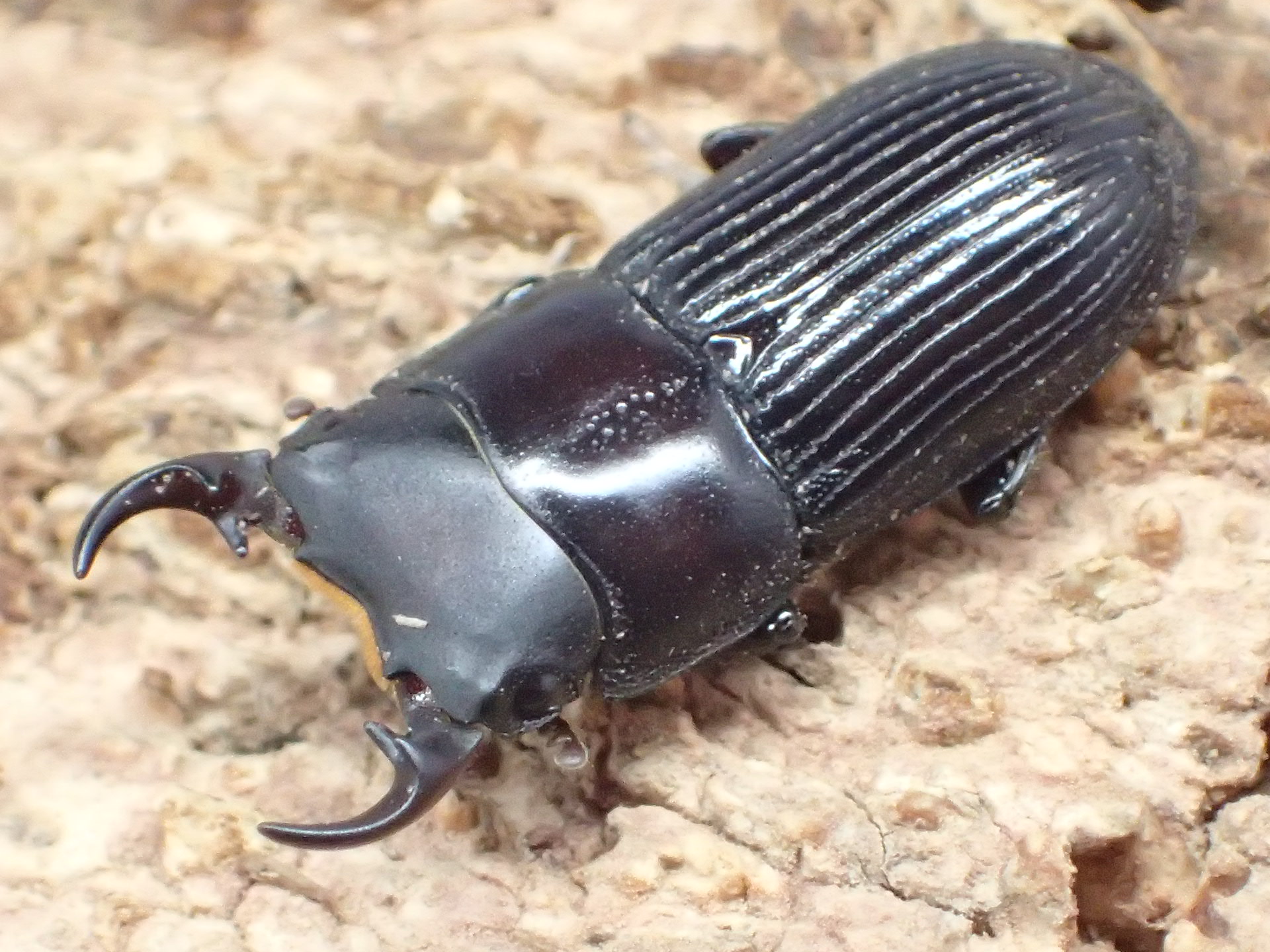 イヘヤネブトクワガタ　(1♂2♀トリオ)