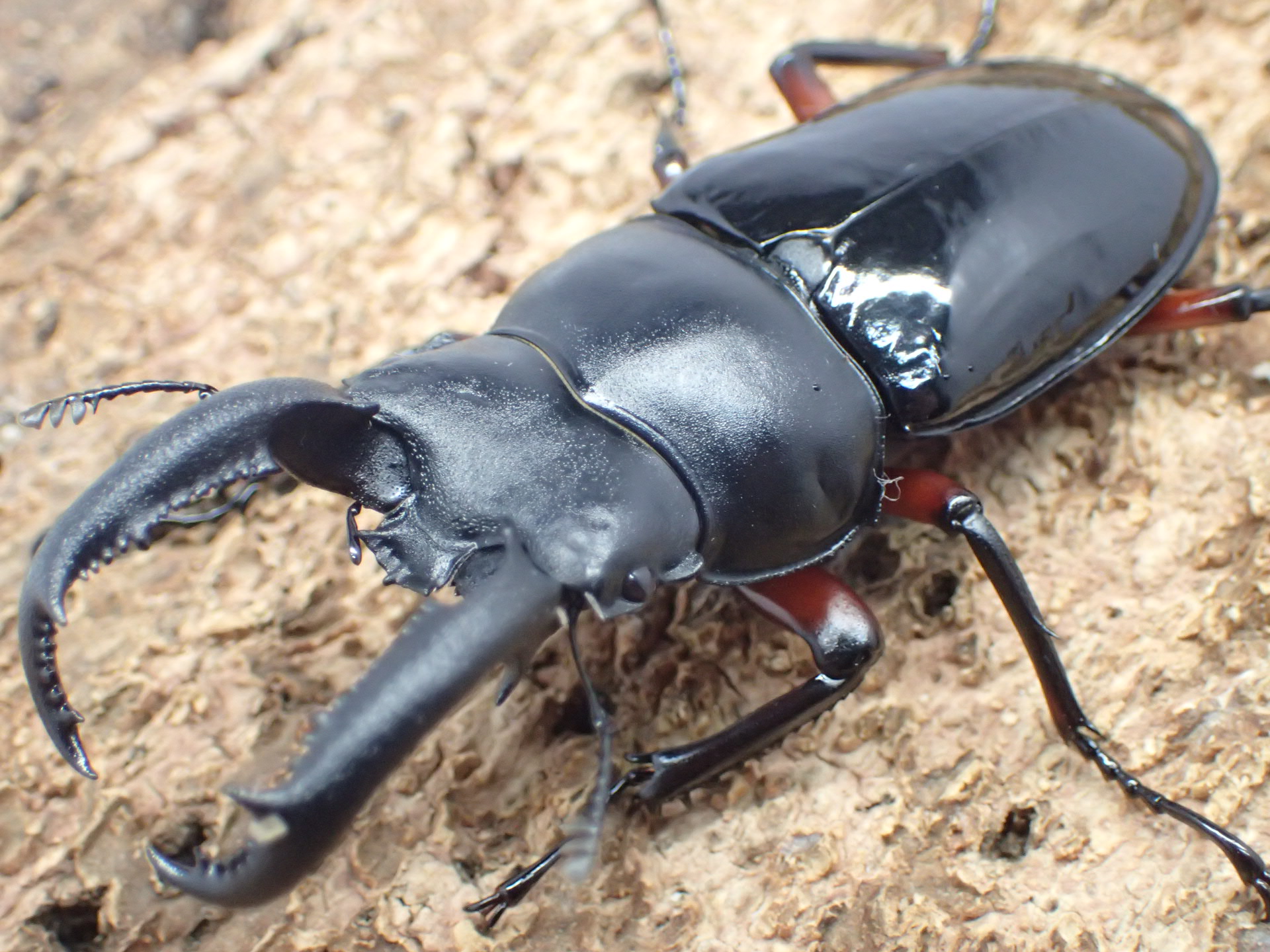 チュウゴククロツヤシカクワガタ　ペア