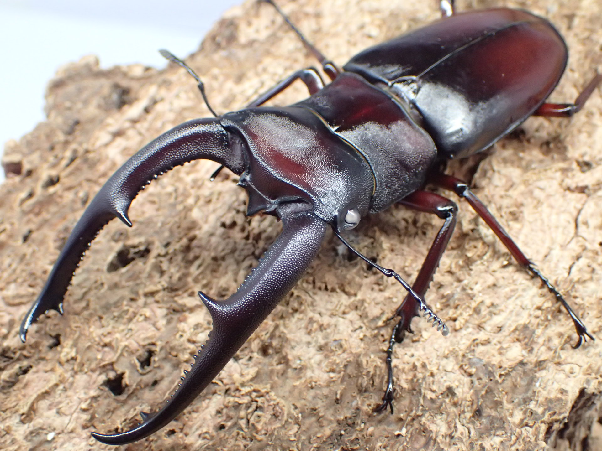 マンディブラリスフタマタクワガタ(原名亜種)(ホワイトアイ)　ペア