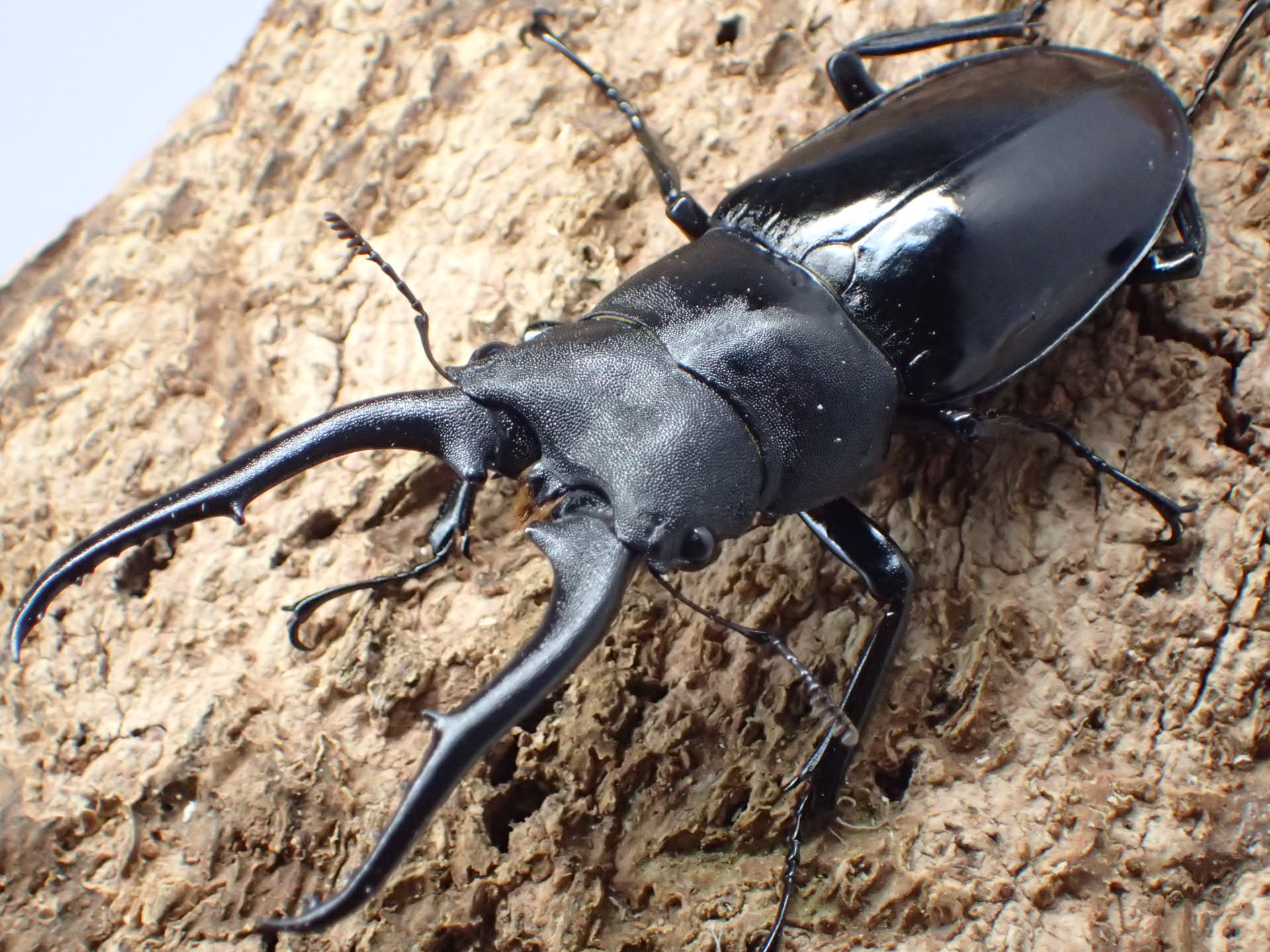 【WF1】ビタリスフタマタクワガタ(原名亜種)幼虫　３頭セット