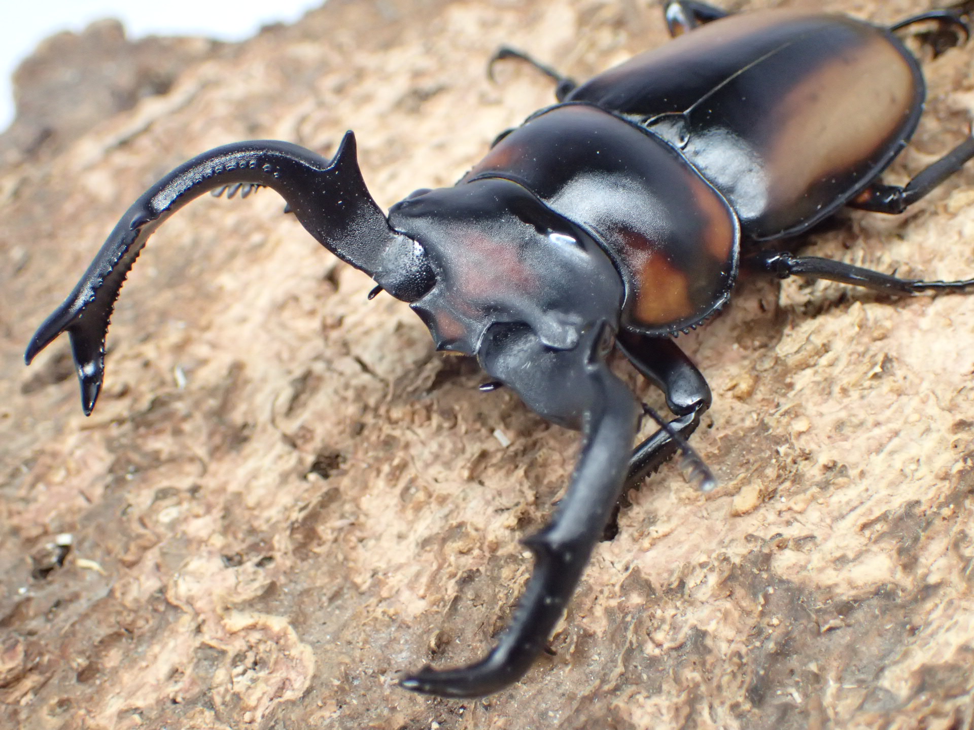 【WF1】スペキオススシカクワガタ幼虫　3頭セット