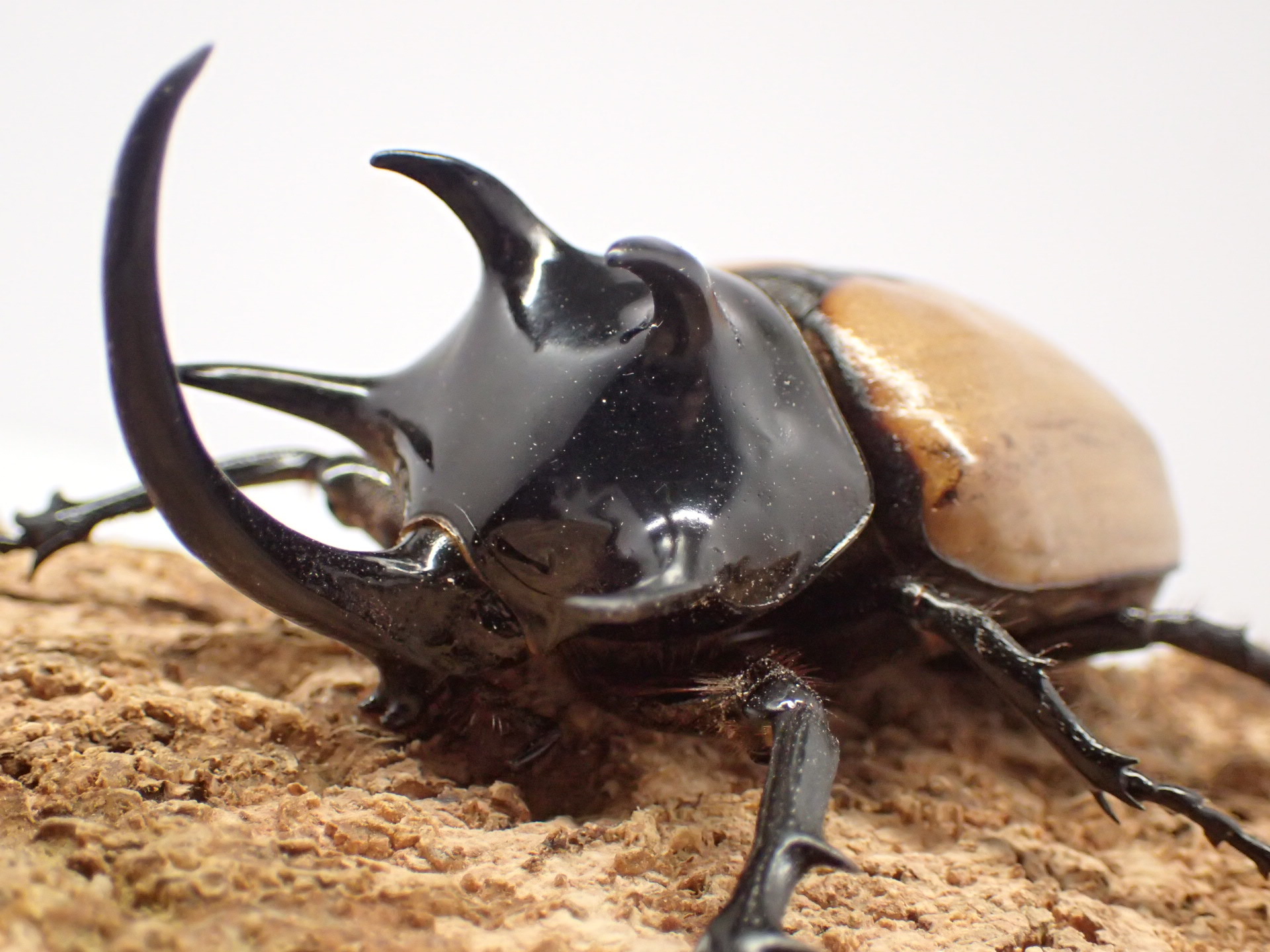 【WF1】【ラオス産】ゴホンヅノカブト幼虫　3頭セット