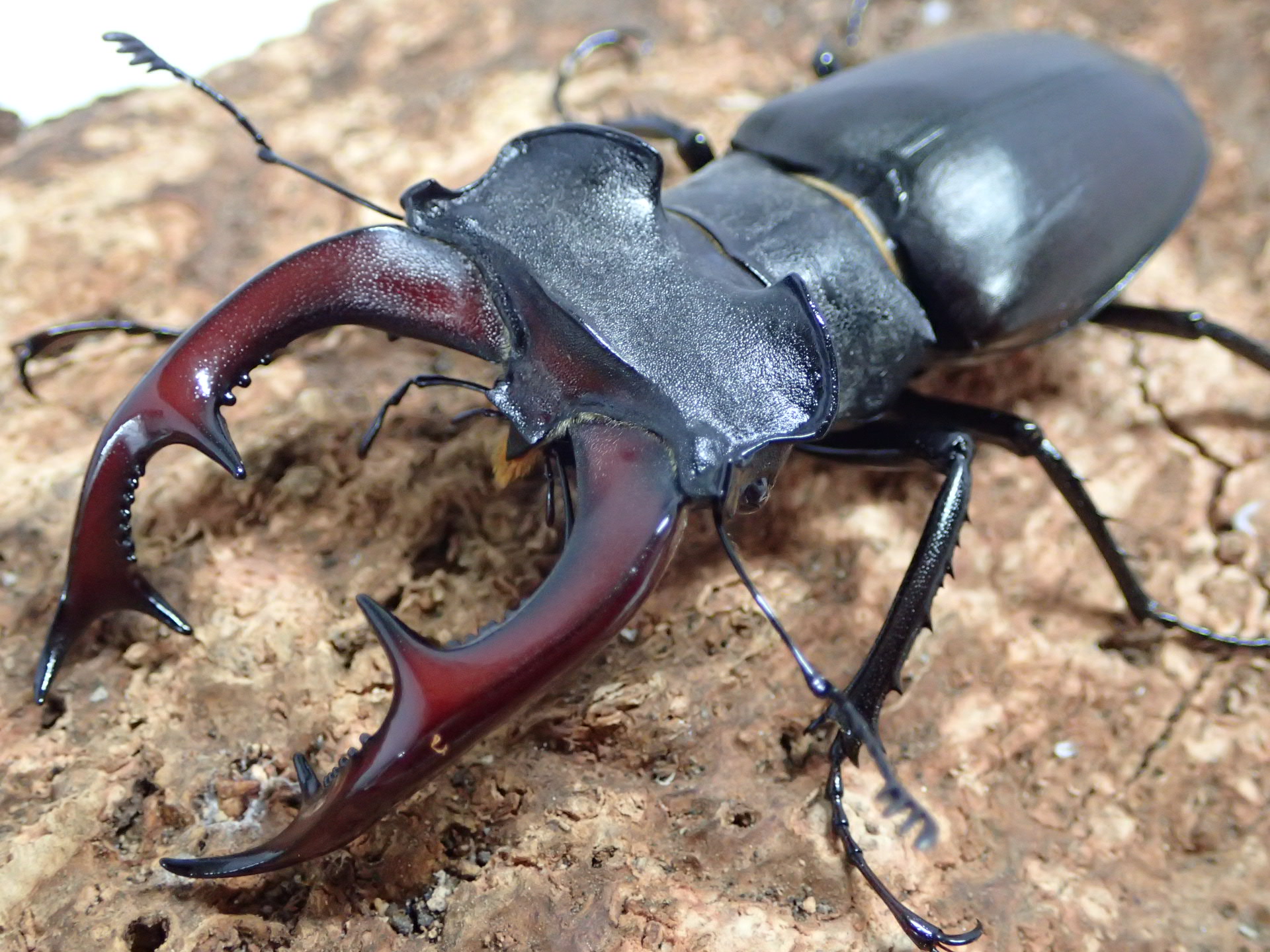 ヨーロッパミヤマクワガタ(ケルブス)幼虫　3頭セット