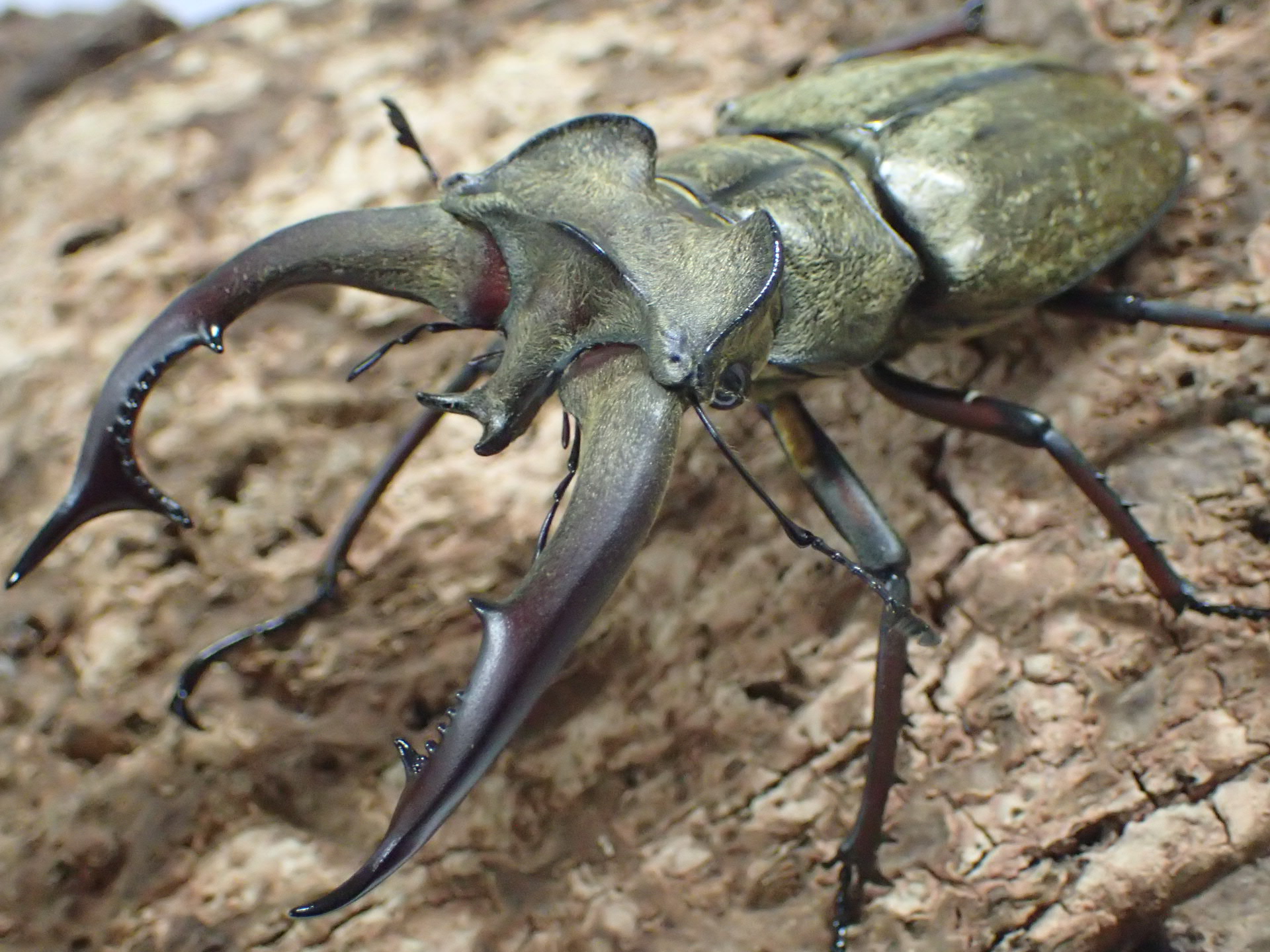 ルニフェルミヤマクワガタ(原名亜種)幼虫　3頭セット