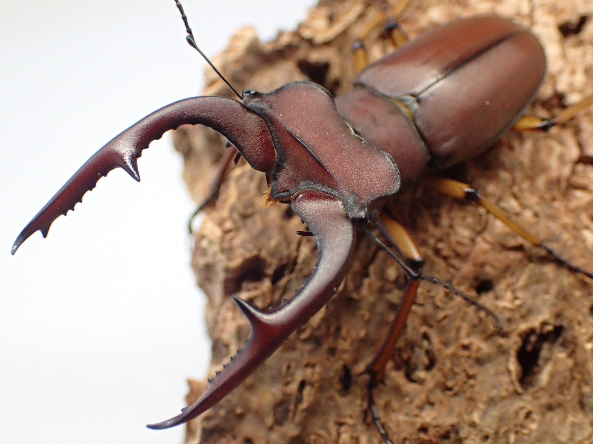 【WF1】マラッツィミヤマクワガタ幼虫　3頭セット