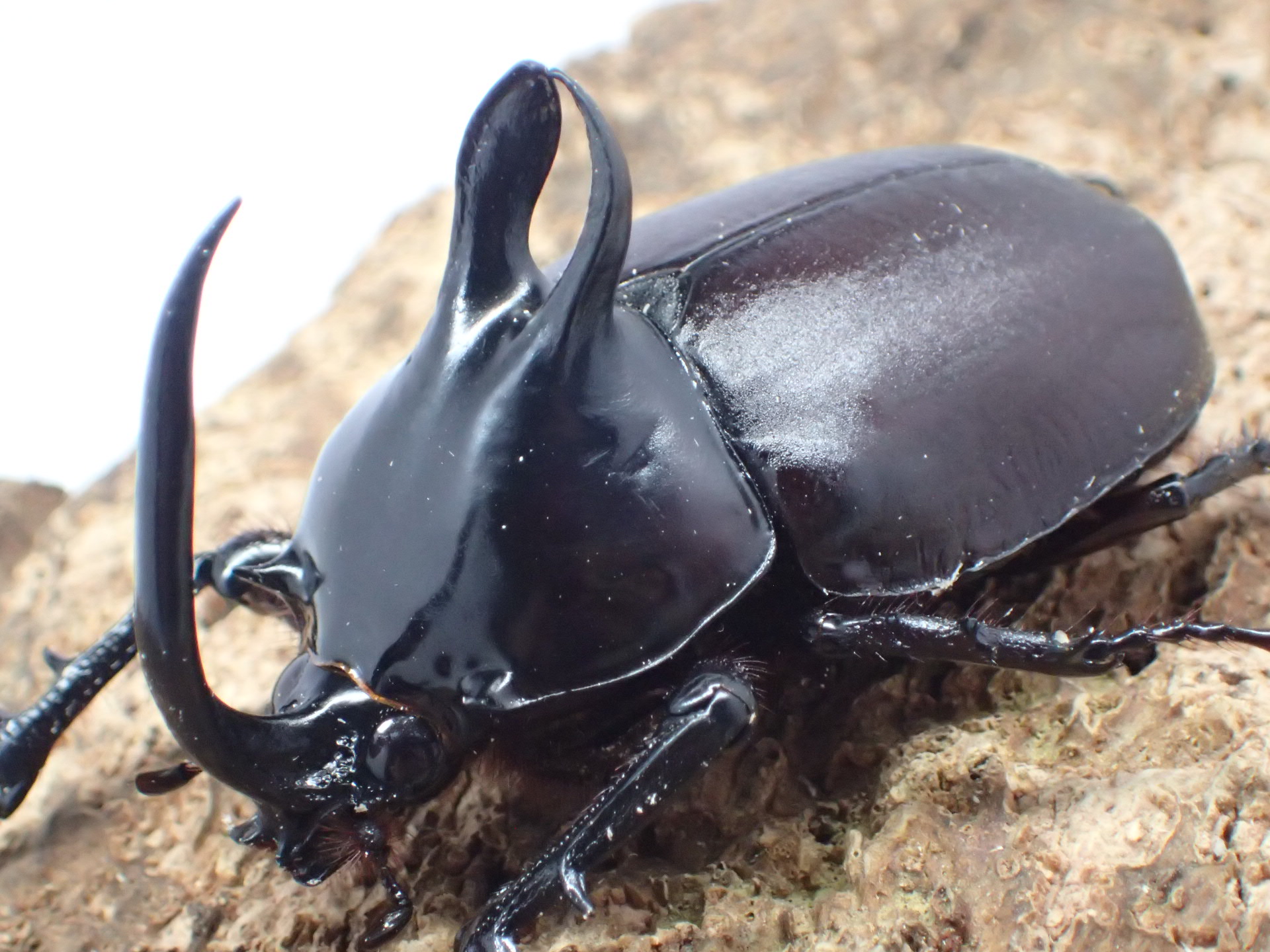 【WF1】ビルマニクスゴホンヅノカブト幼虫　3頭セット