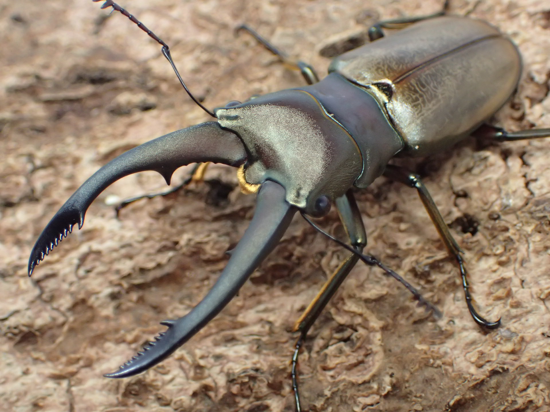 【WF1】モンタネルスホソアカクワガタ　ペア