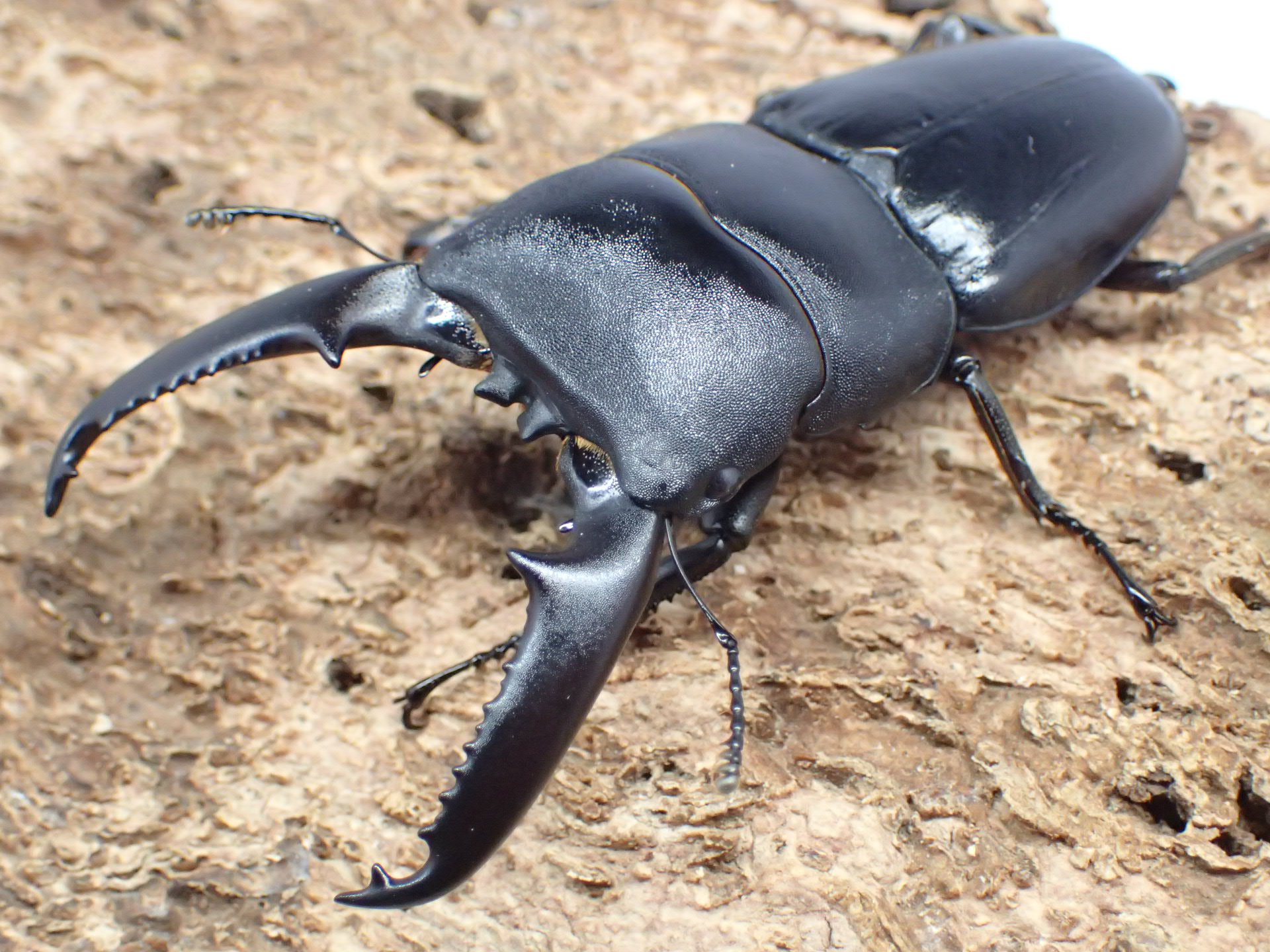 ツシマヒラタクワガタ　ペア