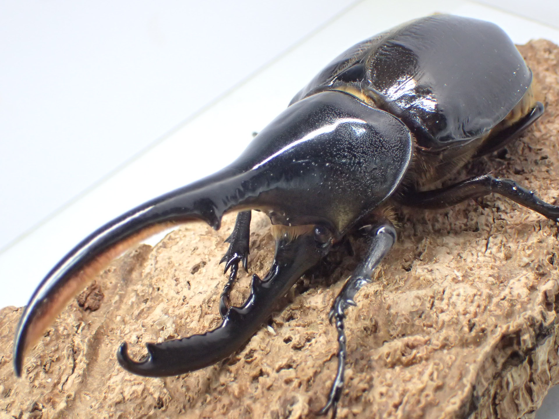 ヘラクレス・リッキー　ペア