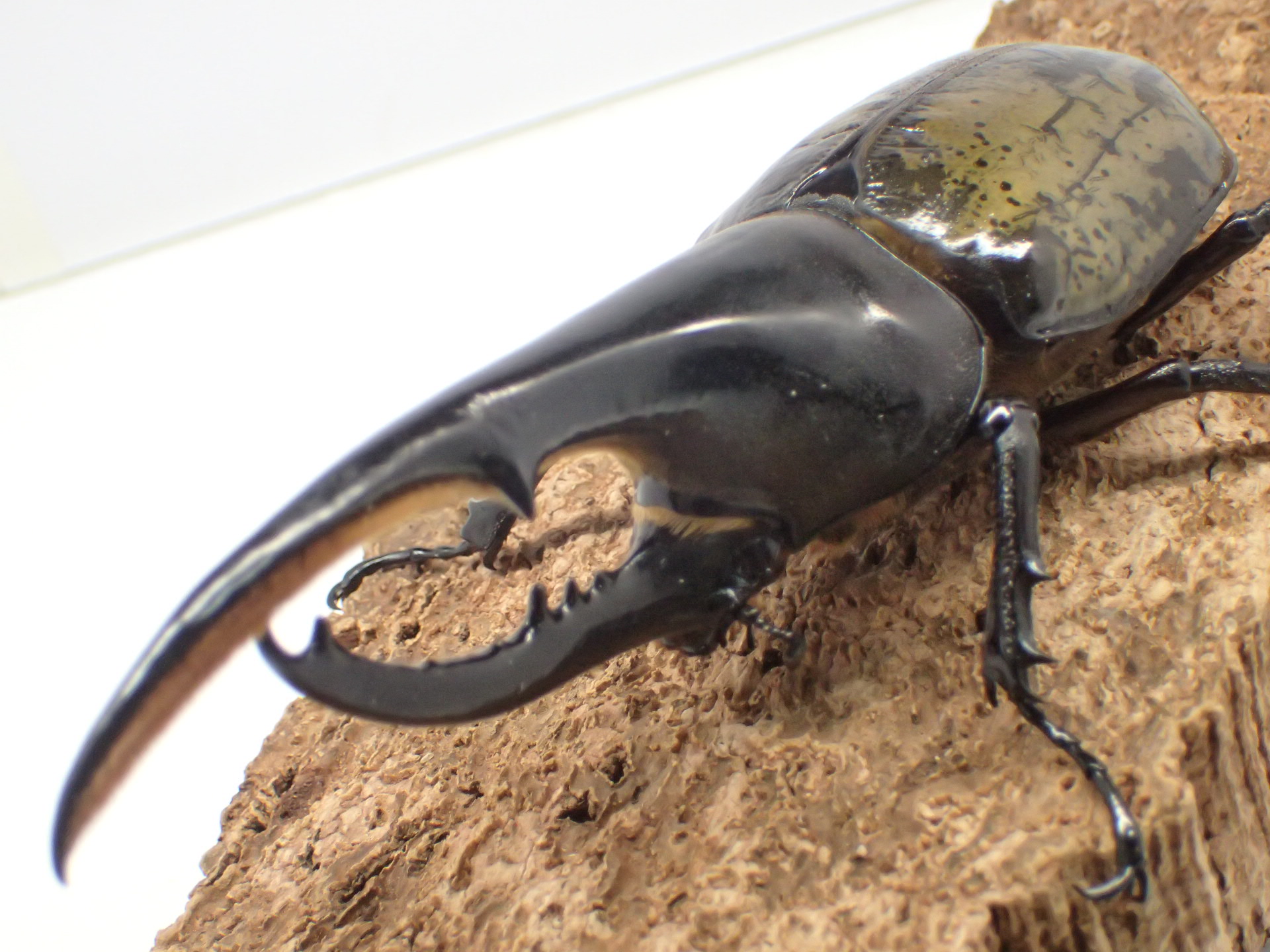 ヘラクレス・ヘラクレス　ペア