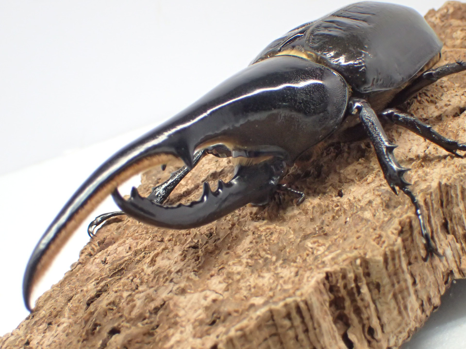 ヘラクレス・ヘラクレス　ペア