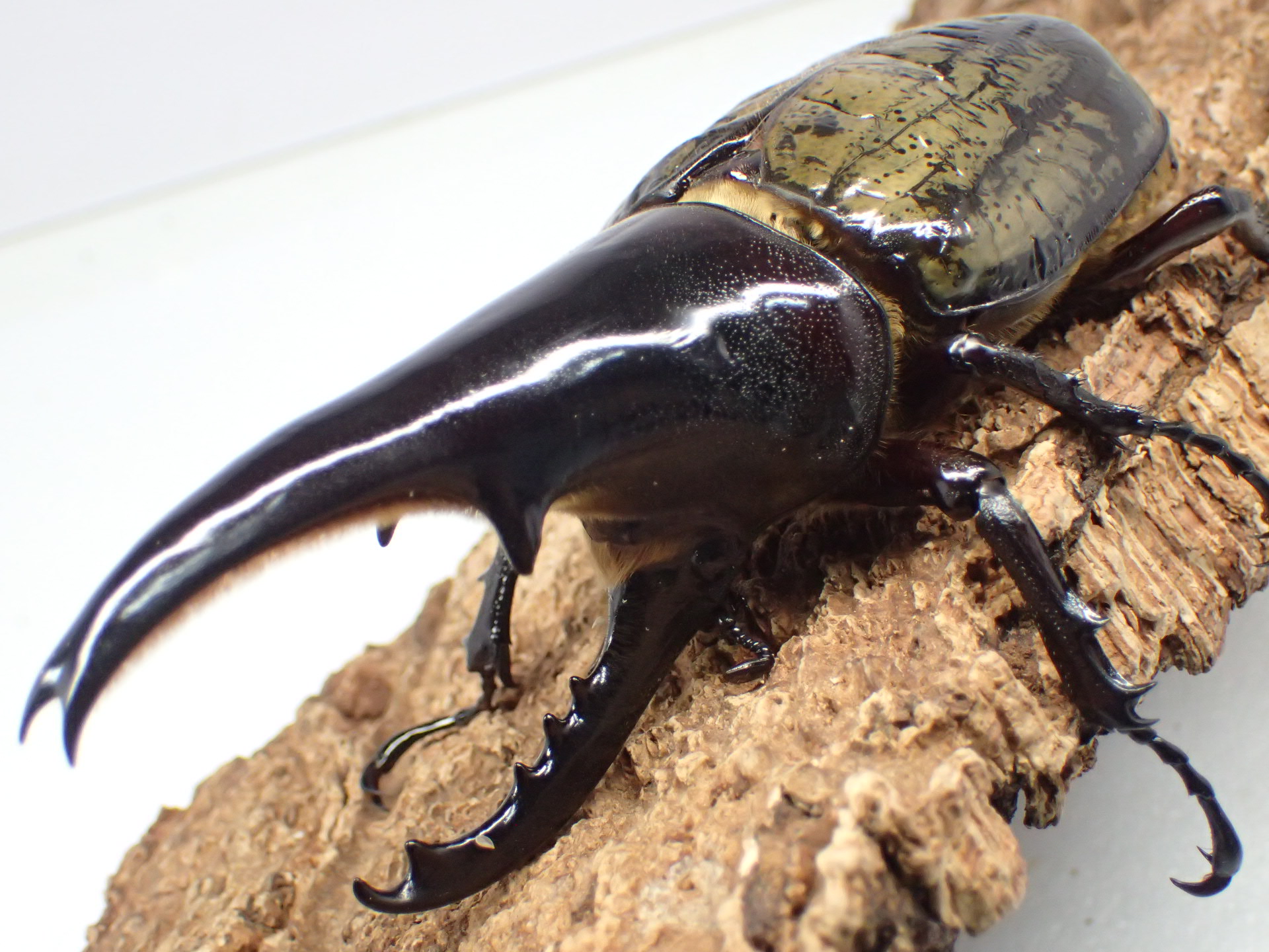 【極太】ヘラクレス・ヘラクレス　ペア