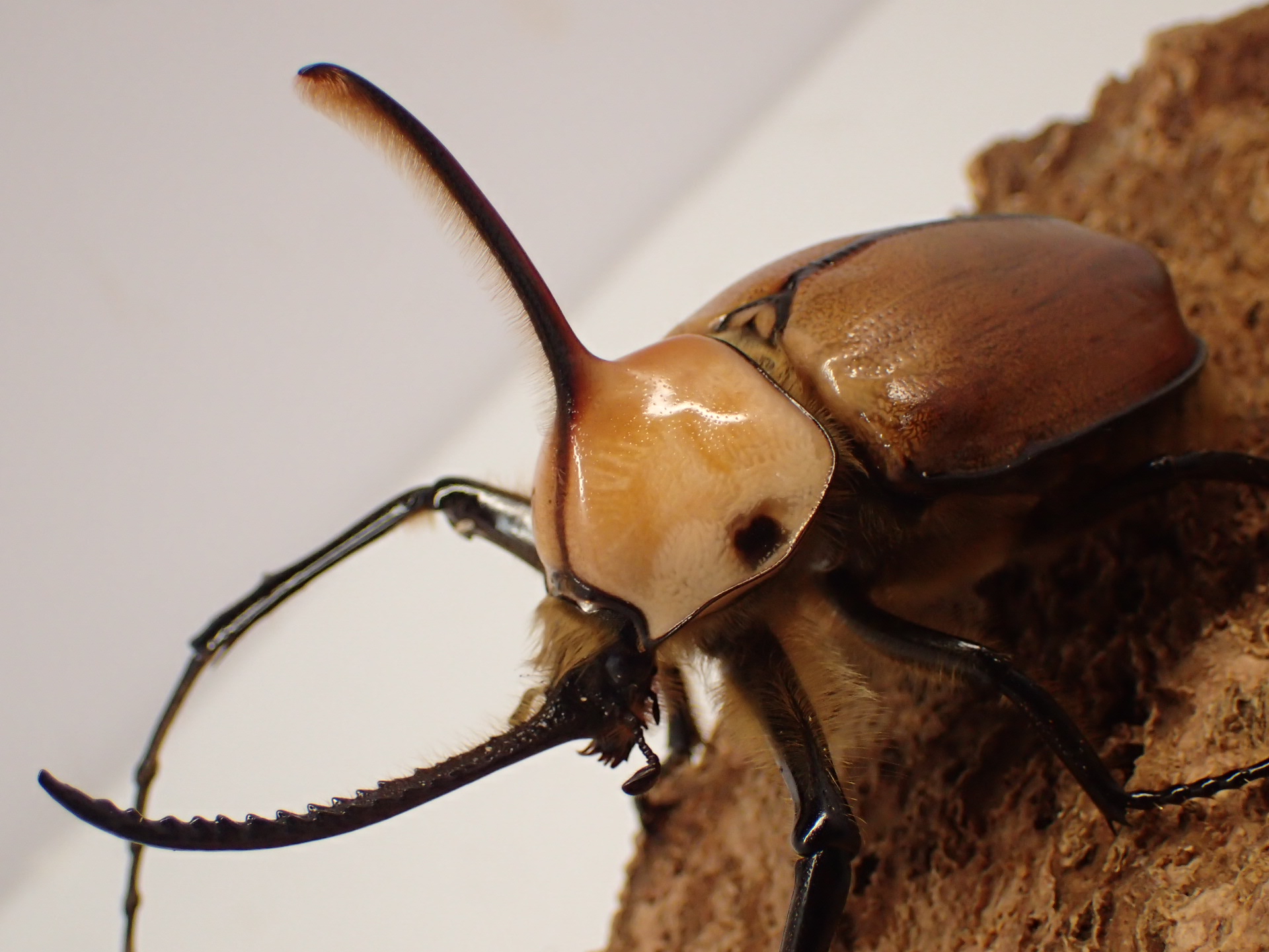 ゴロファ・ポルテリ　ペア