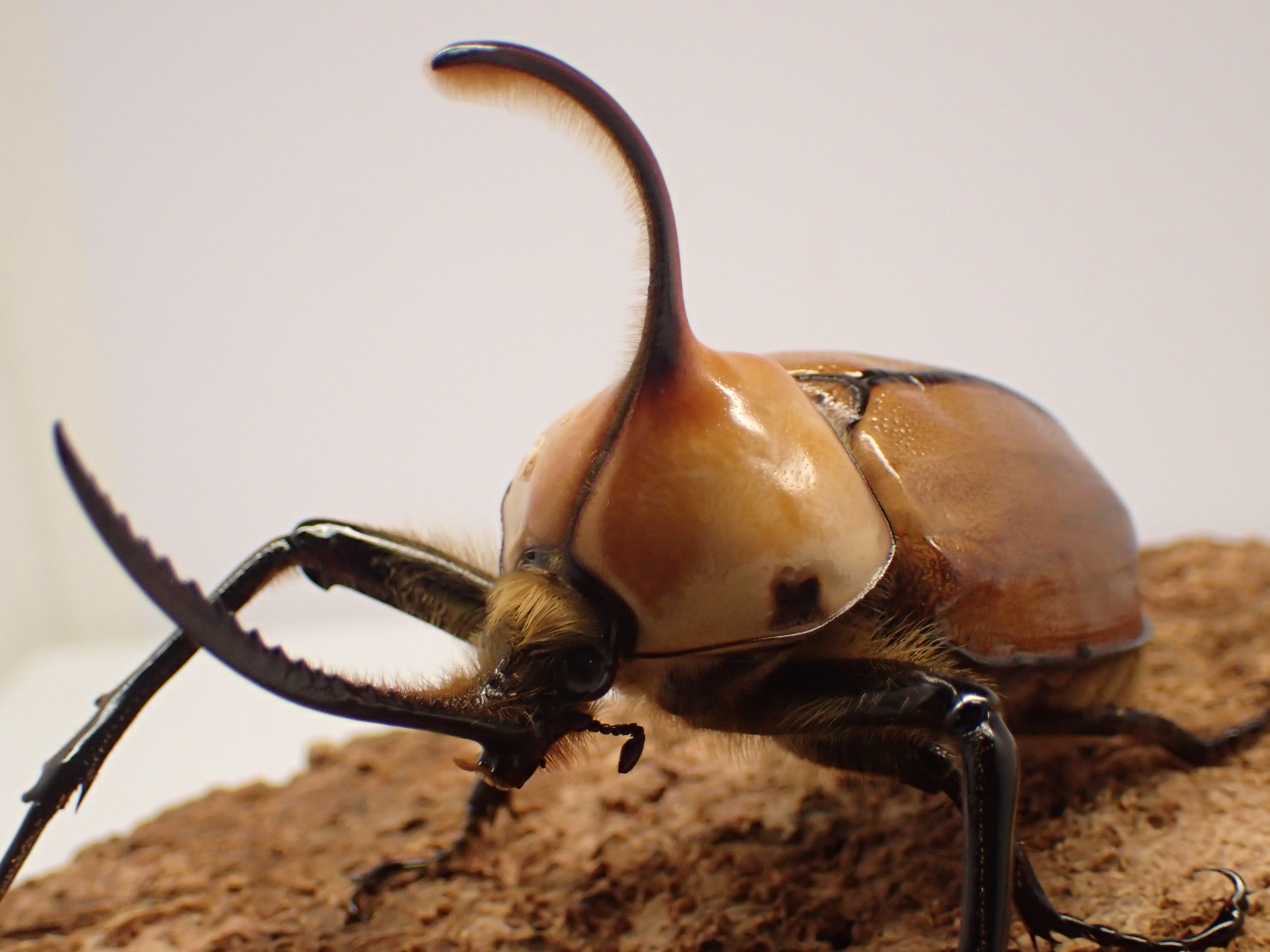 ゴロファ・ポルテリ　ペア