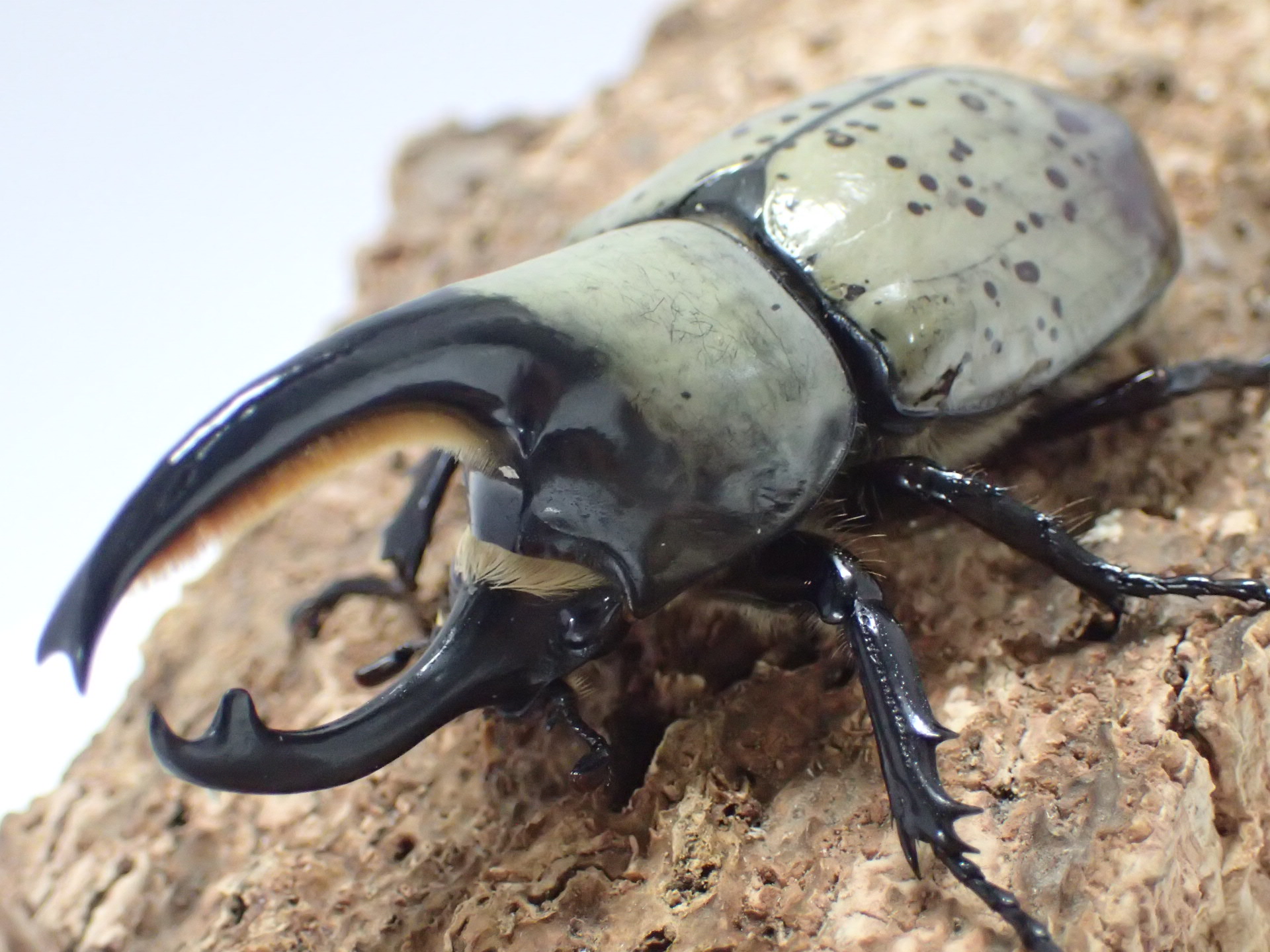 グラントシロカブト幼虫　３頭セット