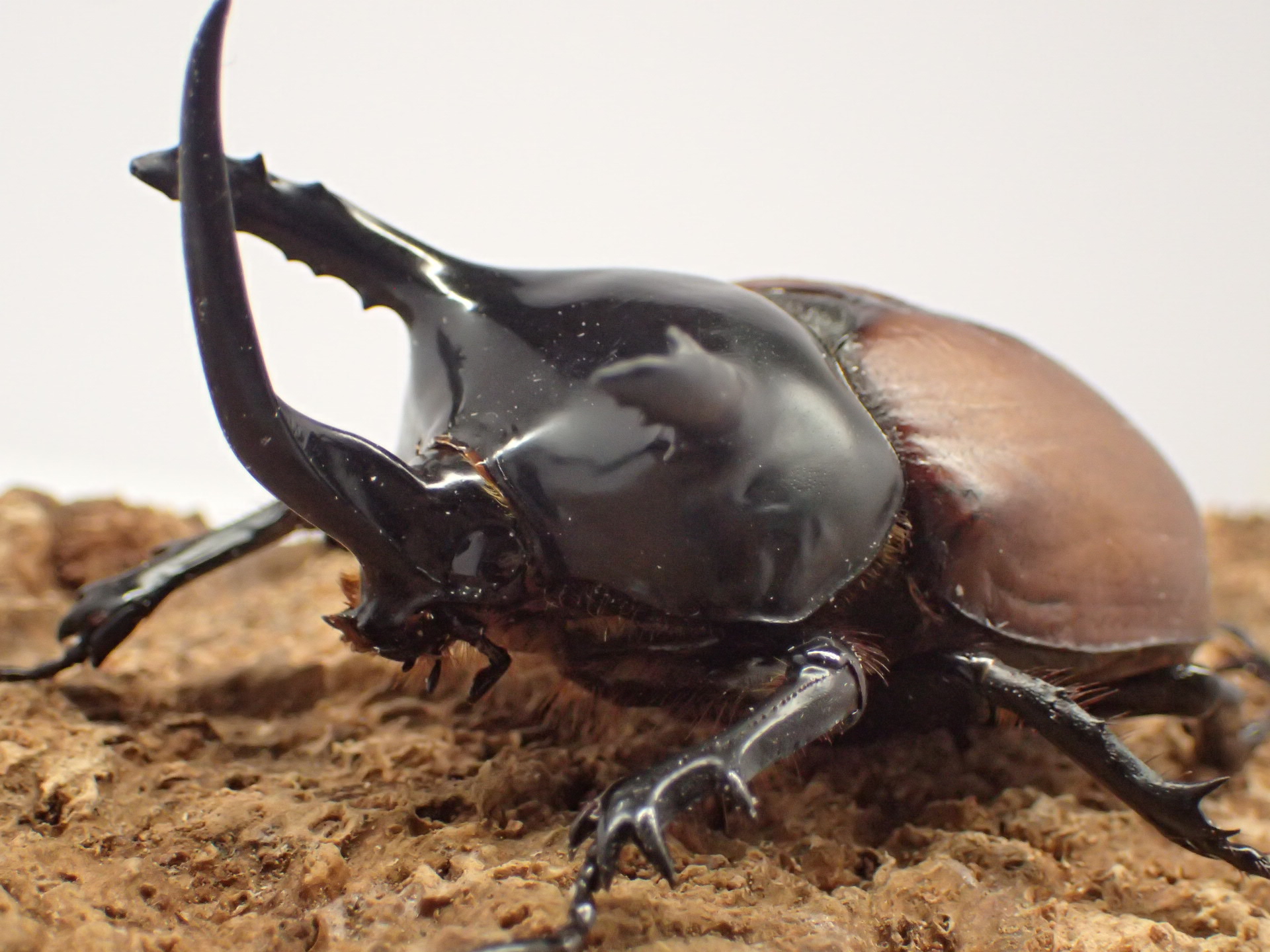 【WF1】サンボンツノカブト幼虫　3頭セット