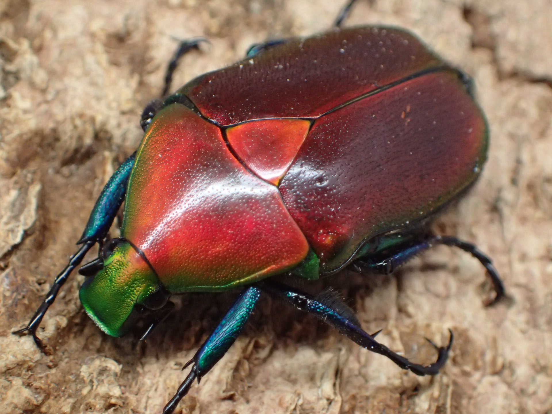 【WF1】オオケバネカナブン(レッド)幼虫