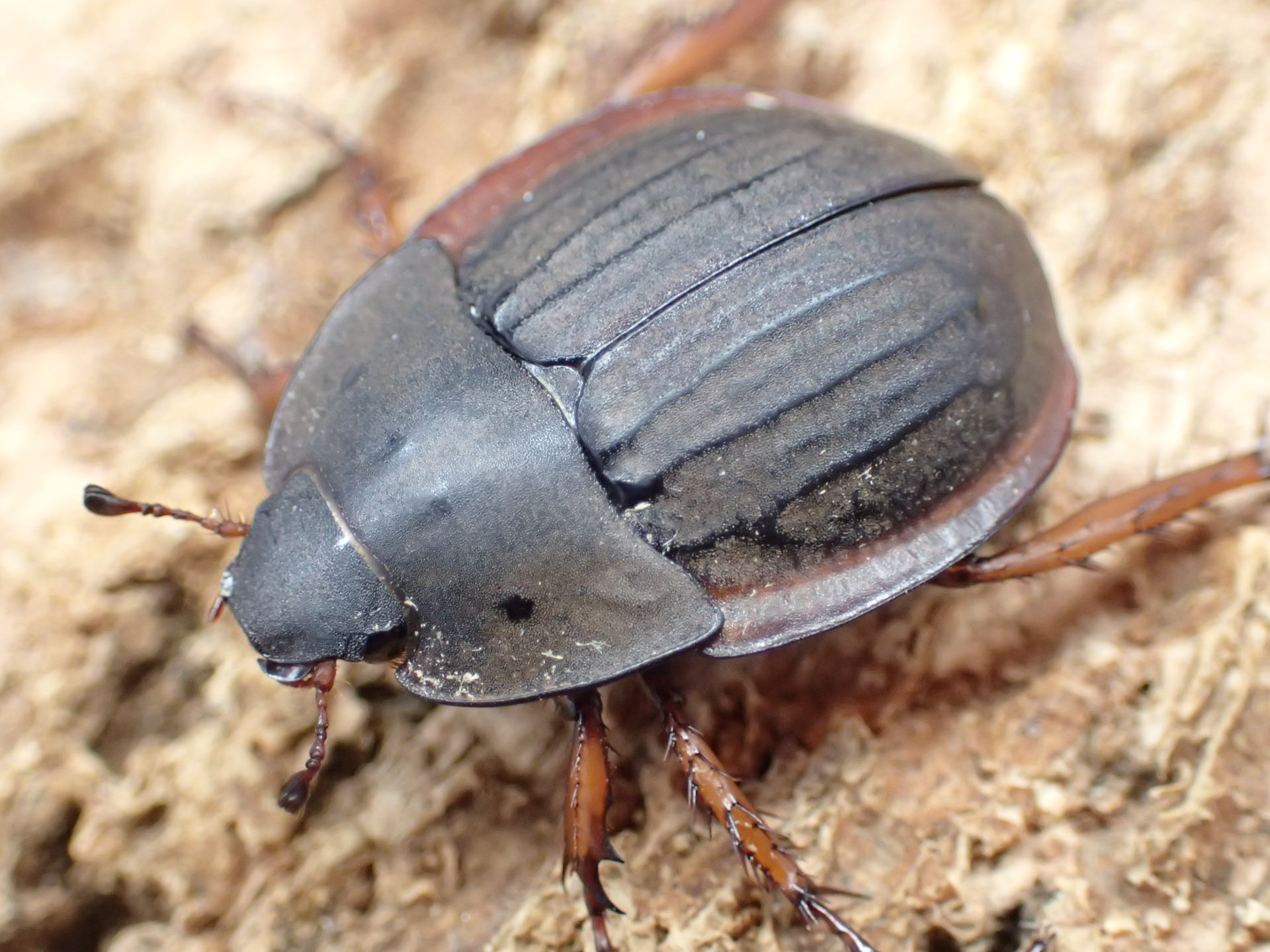 【WD】ウスチャヘクソドン　ペア