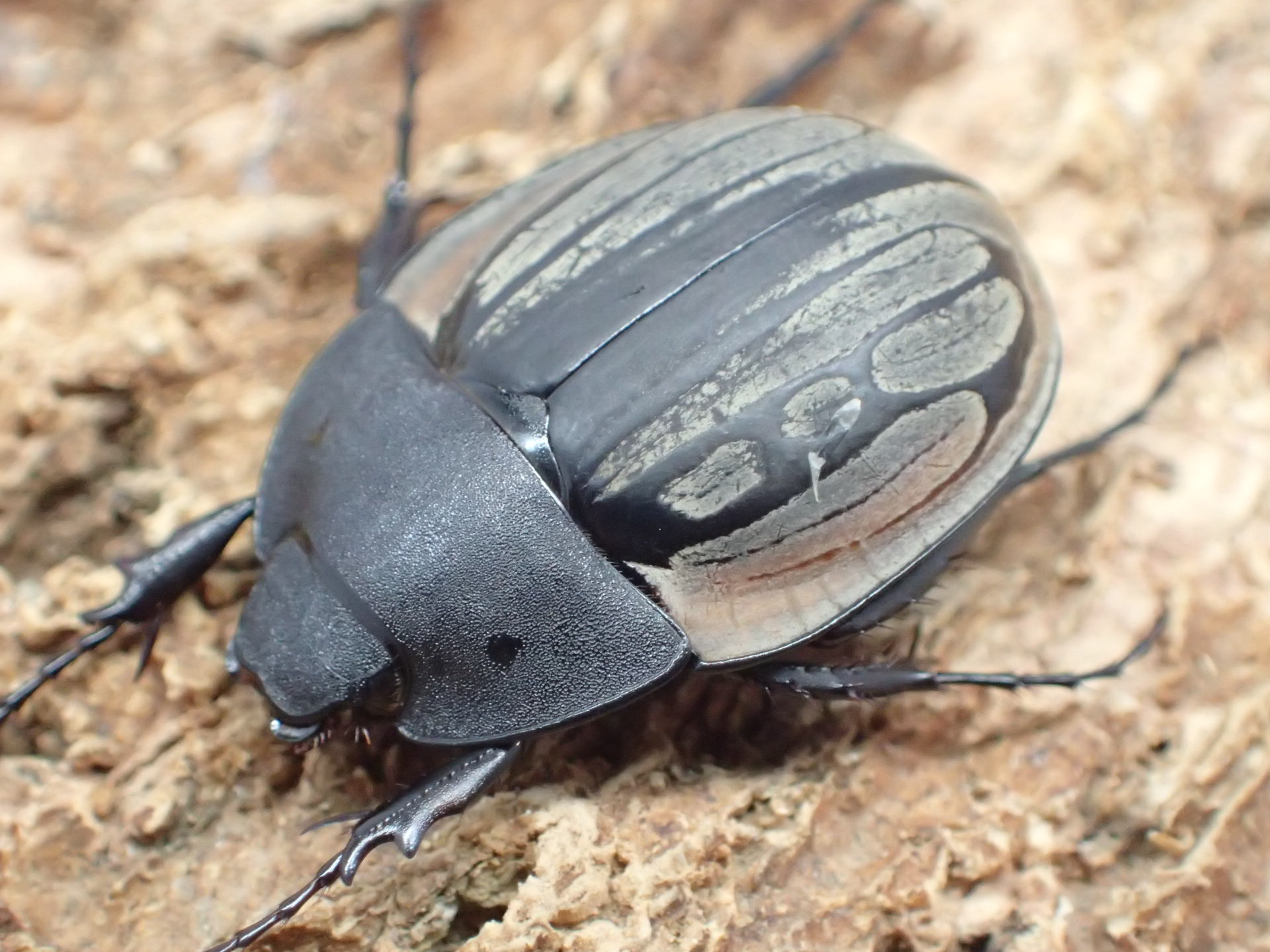 【WD】アヤモンヘクソドン(オス単品)