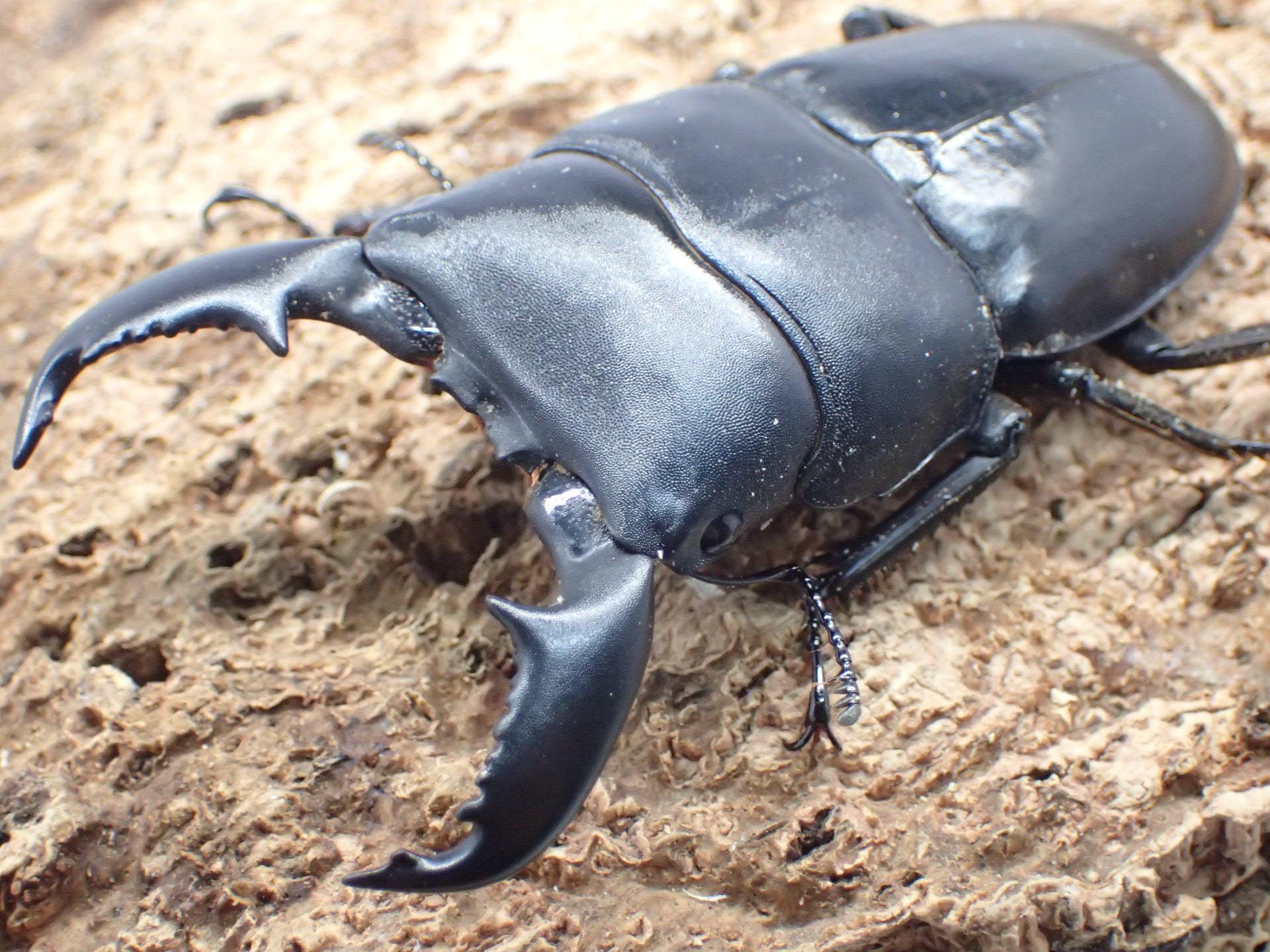 【WD】スマトラオオヒラタクワガタ　ペア