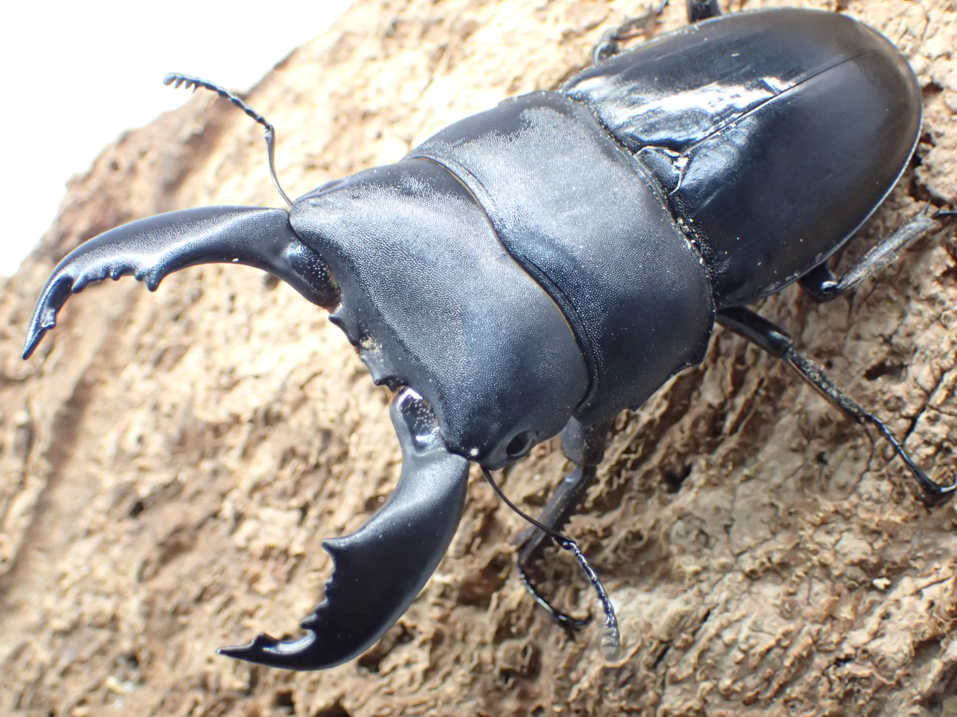 【WD】スマトラオオヒラタクワガタ　ペア