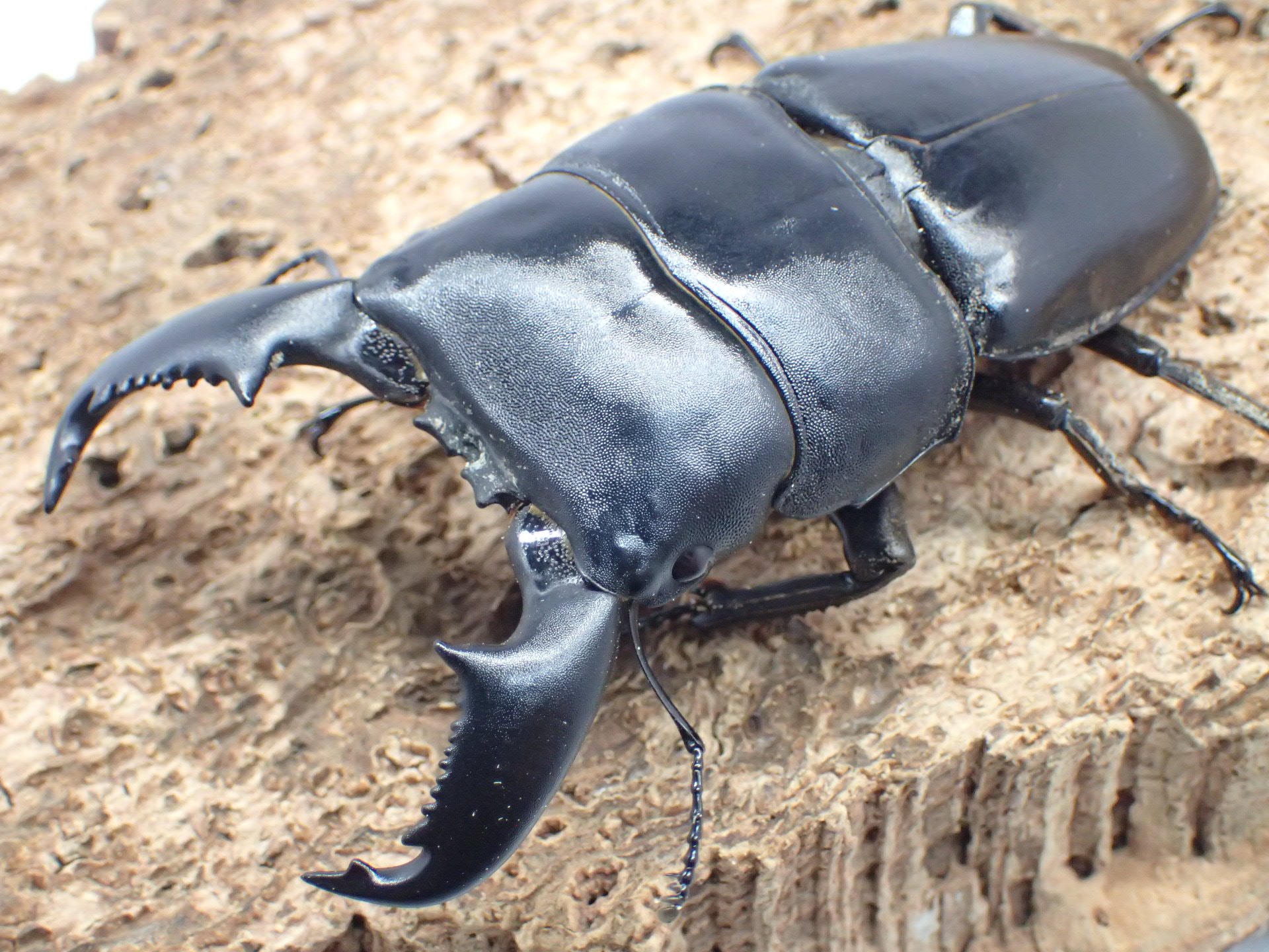 【WD】スマトラオオヒラタクワガタ　ペア