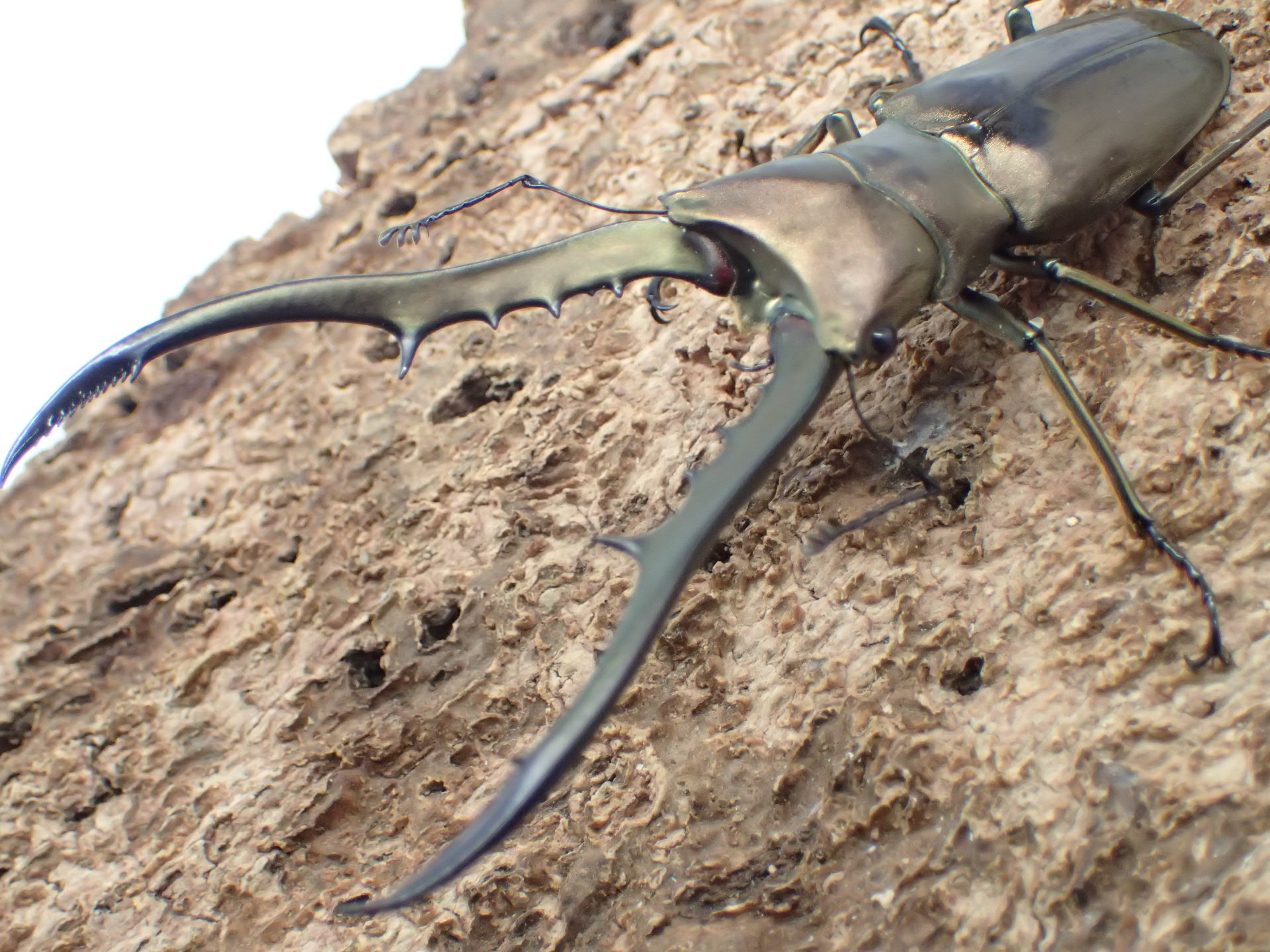 【WD】メタリフェルホソアカクワガタ(finae)　ペア