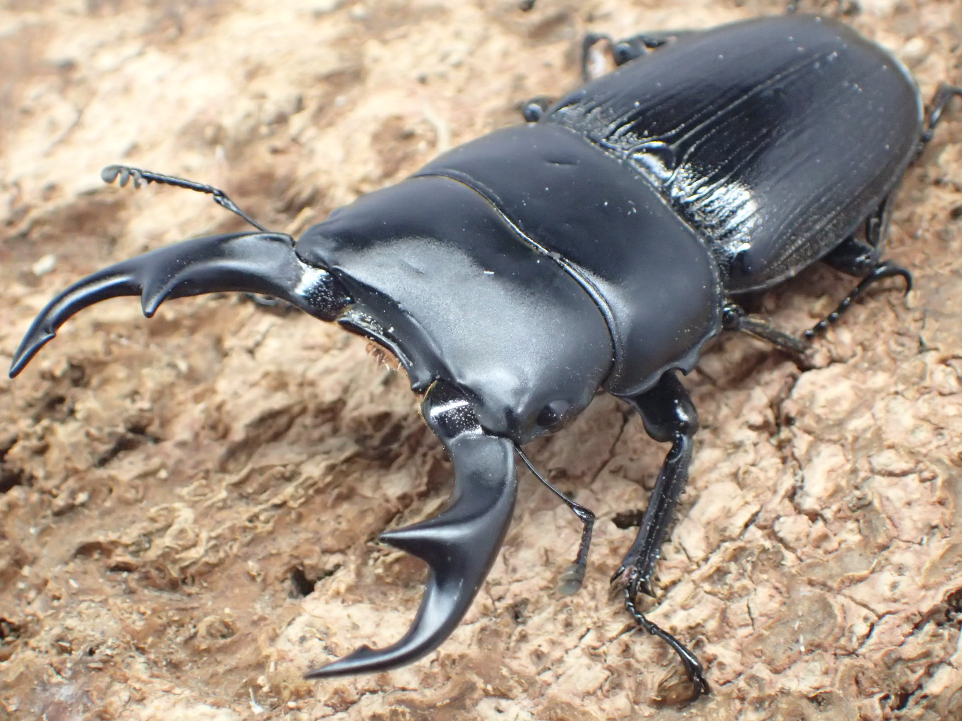 【WD】パラワンパリーオオクワガタ(curvus)　ペア